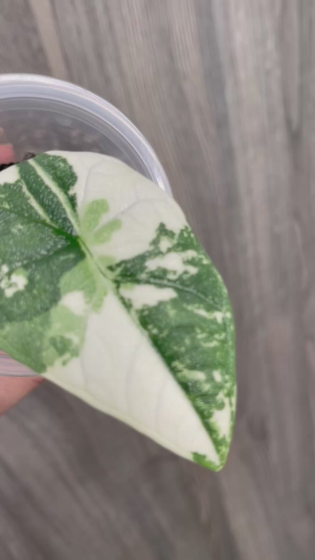 Alocasia Melo Albo Mint B