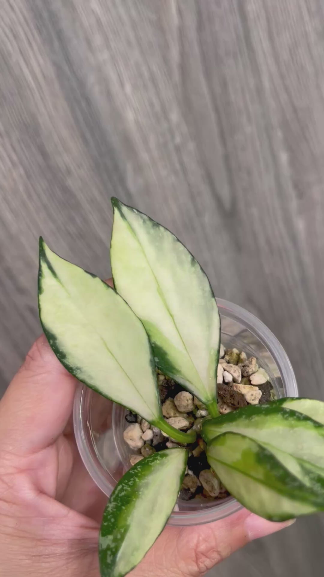 Hoya Nabawanensis Variegated