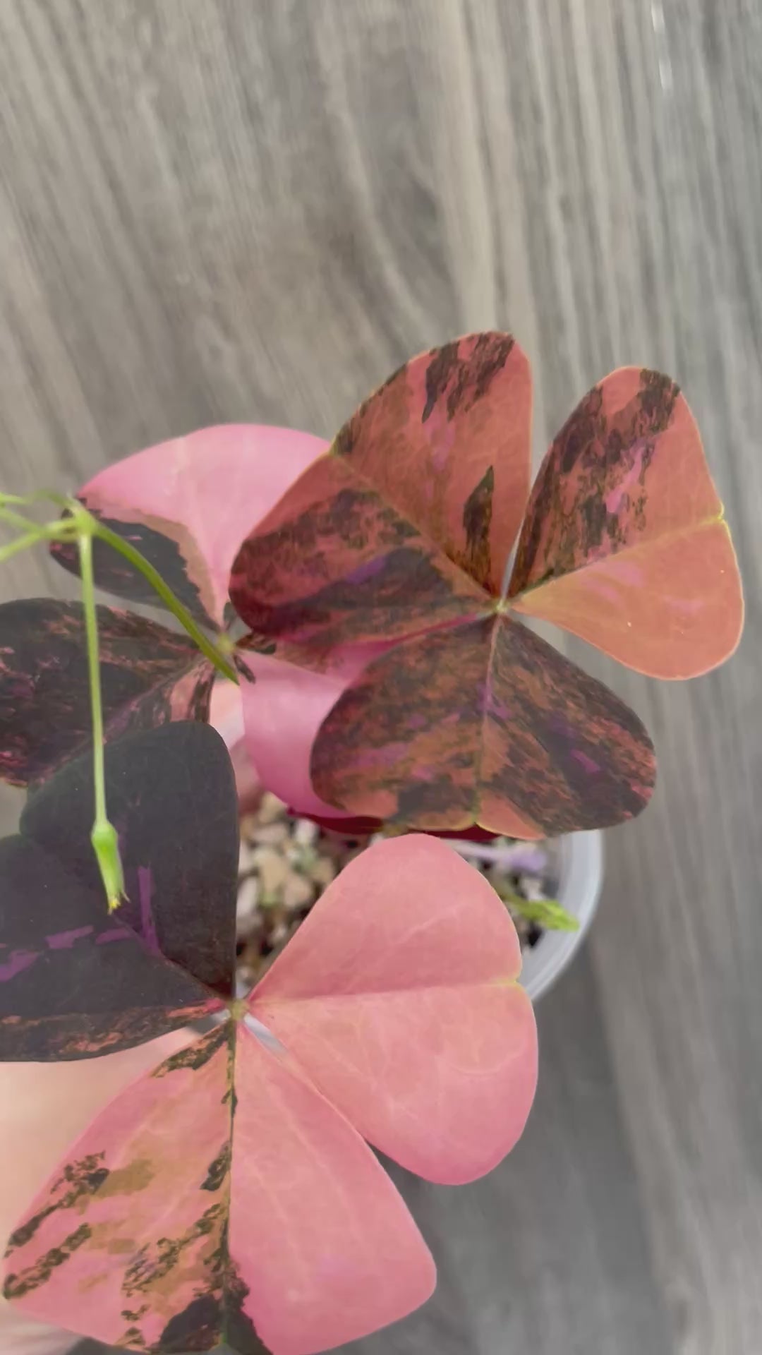 Purple Oxalis Triangularis Variegated