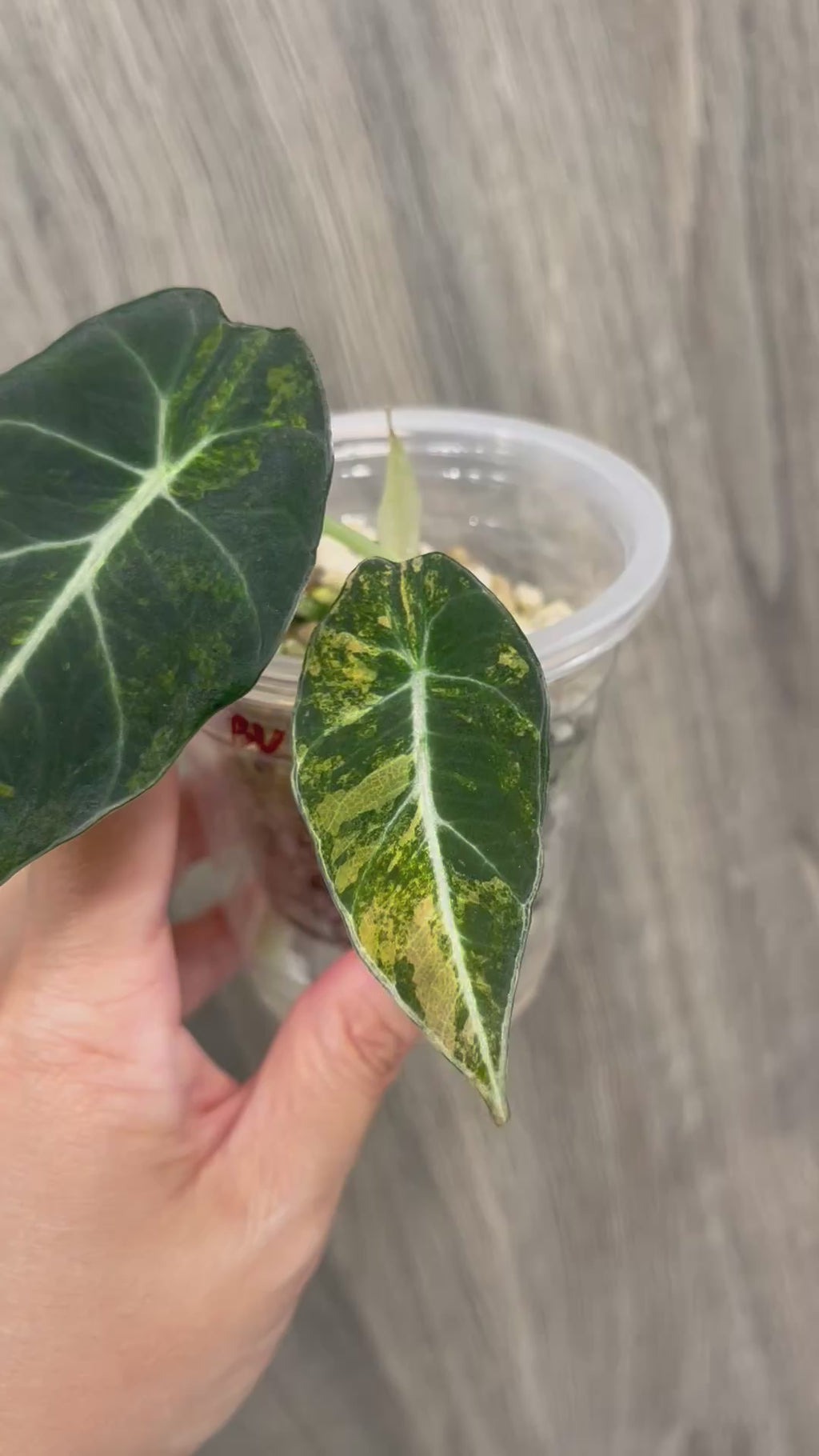 Alocasia Black Velvet Aurea