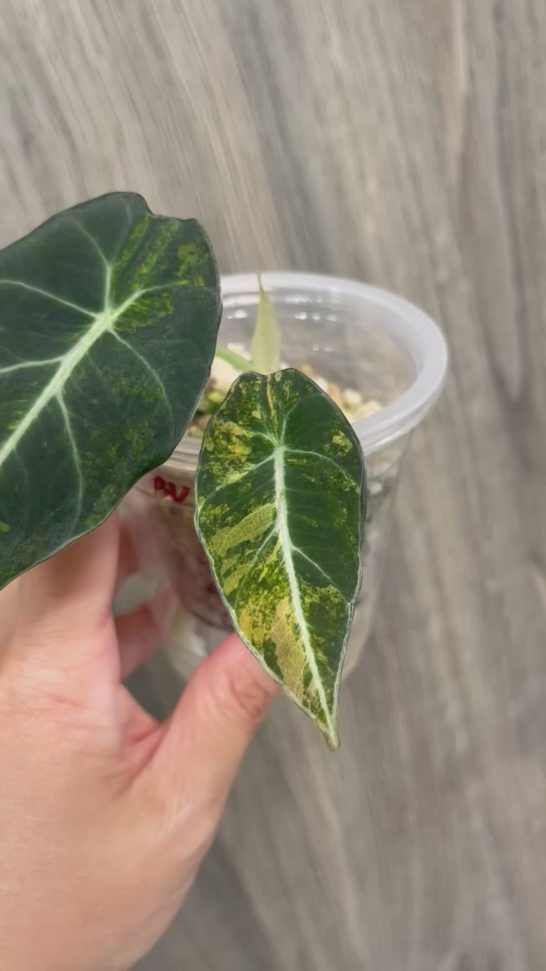 Alocasia Black Velvet Aurea