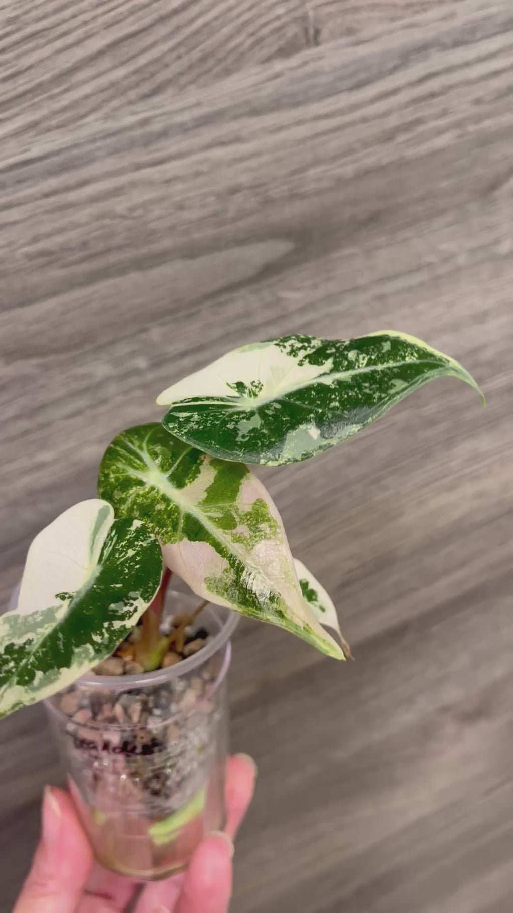 Alocasia Grandis Pink