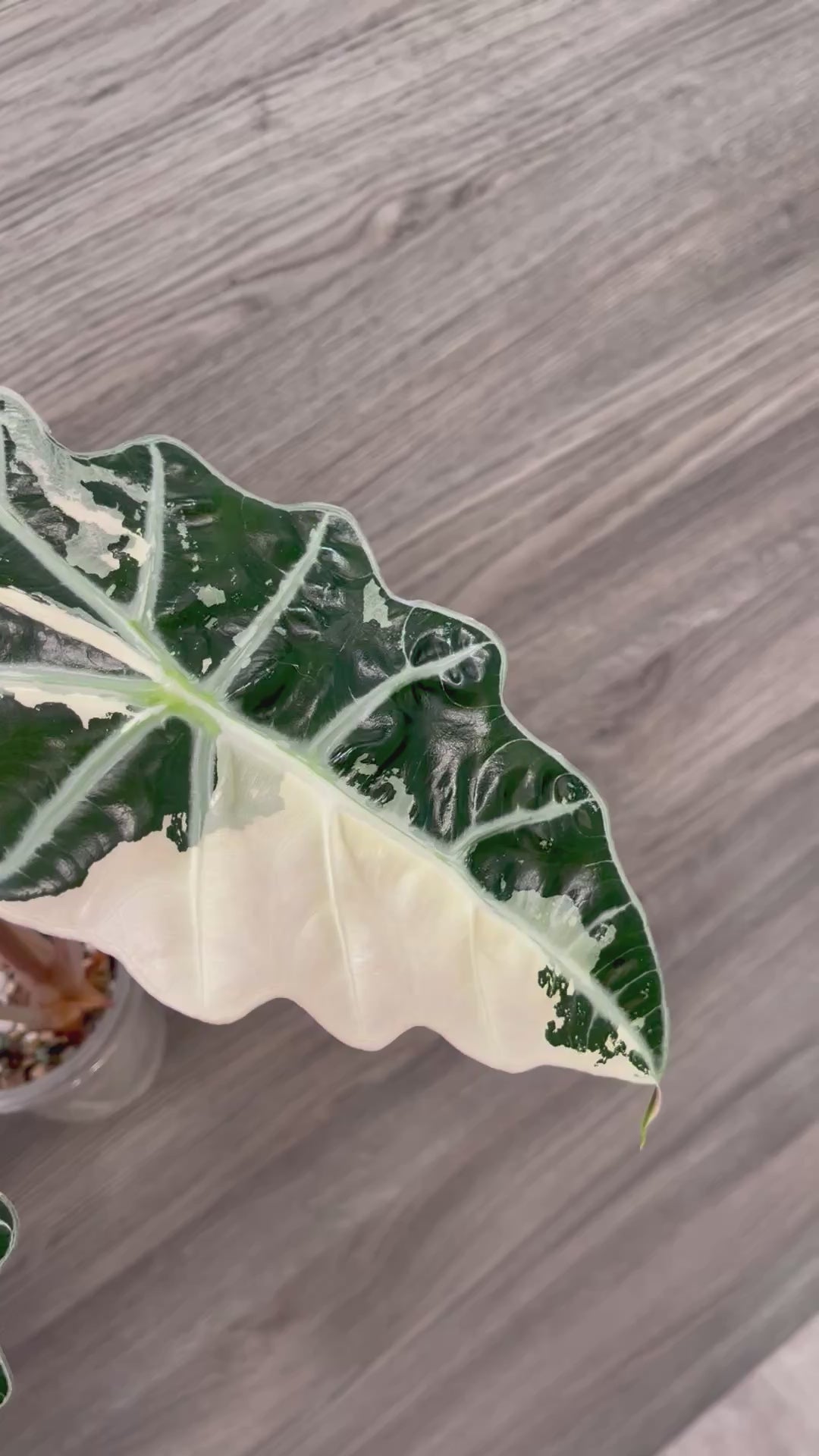 Alocasia Polly Pink