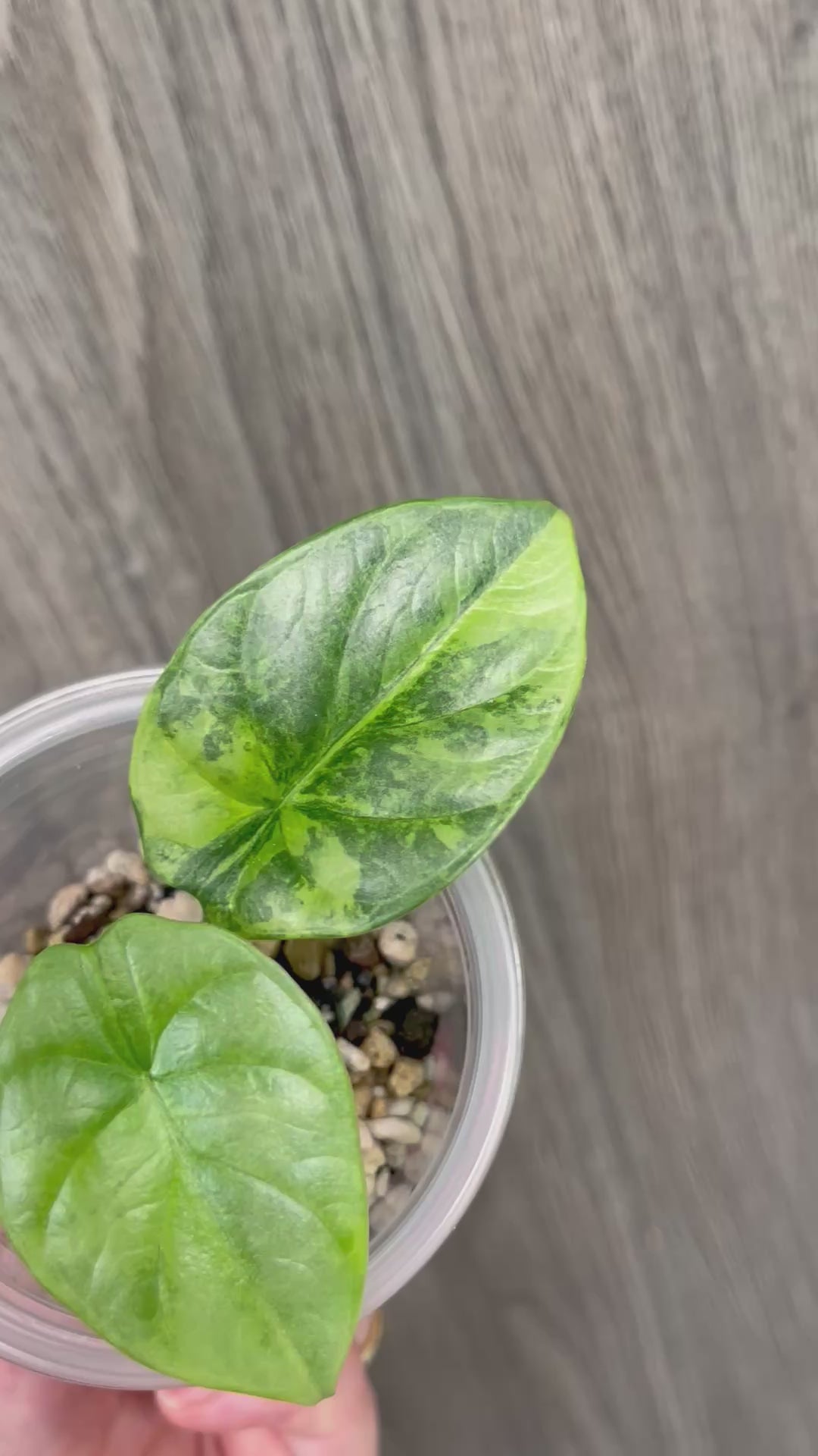 Alocasia Silver Dragon Aurea