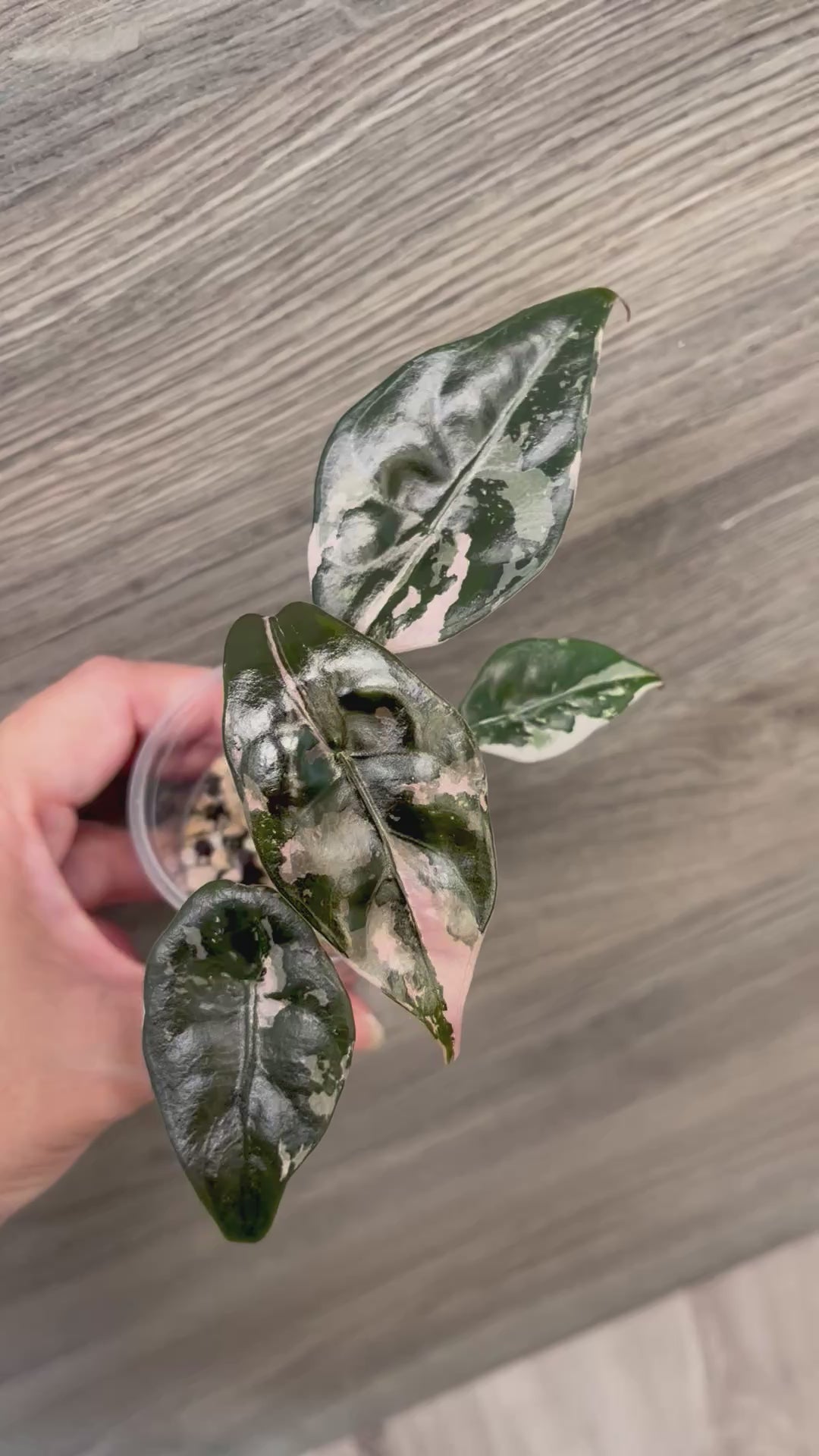 Alocasia Chantrieri Pink B