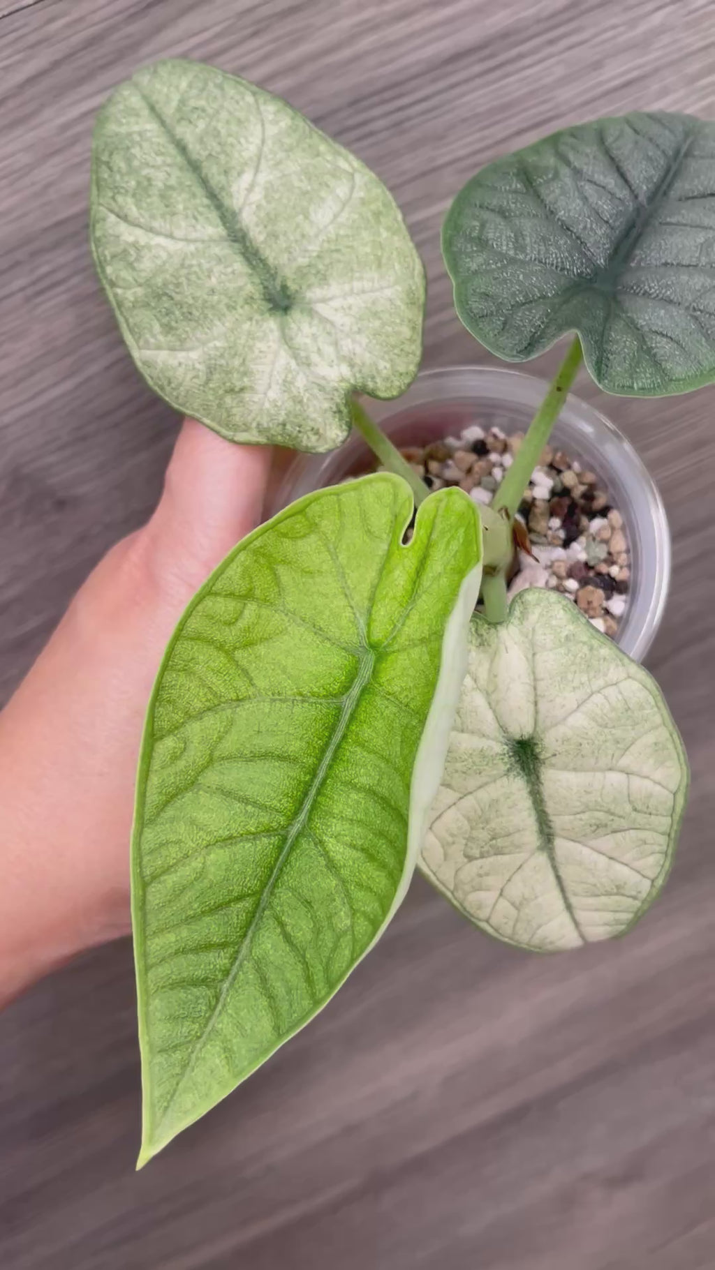 Alocasia Melo Mint C