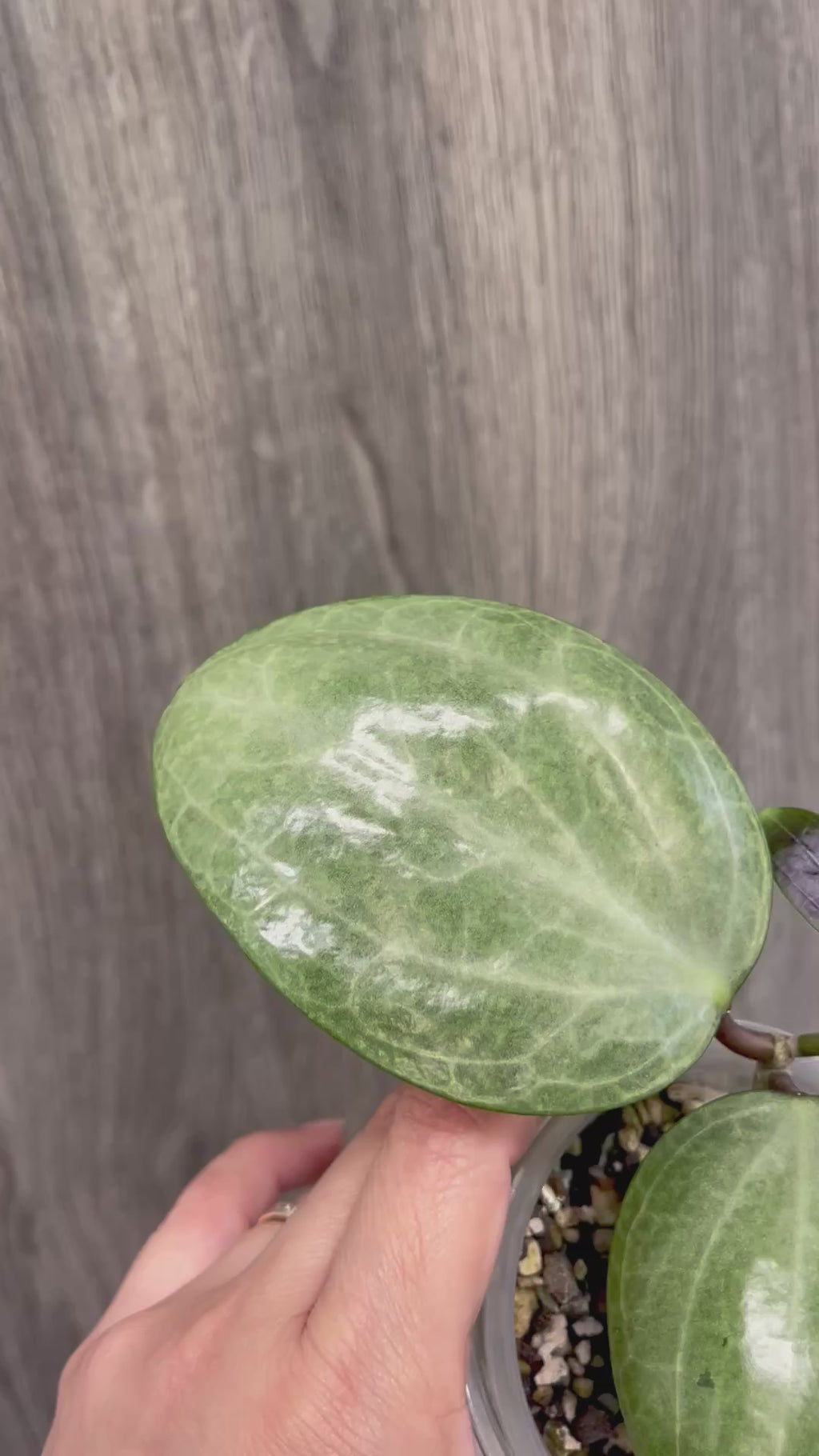Hoya Latifolia Silver