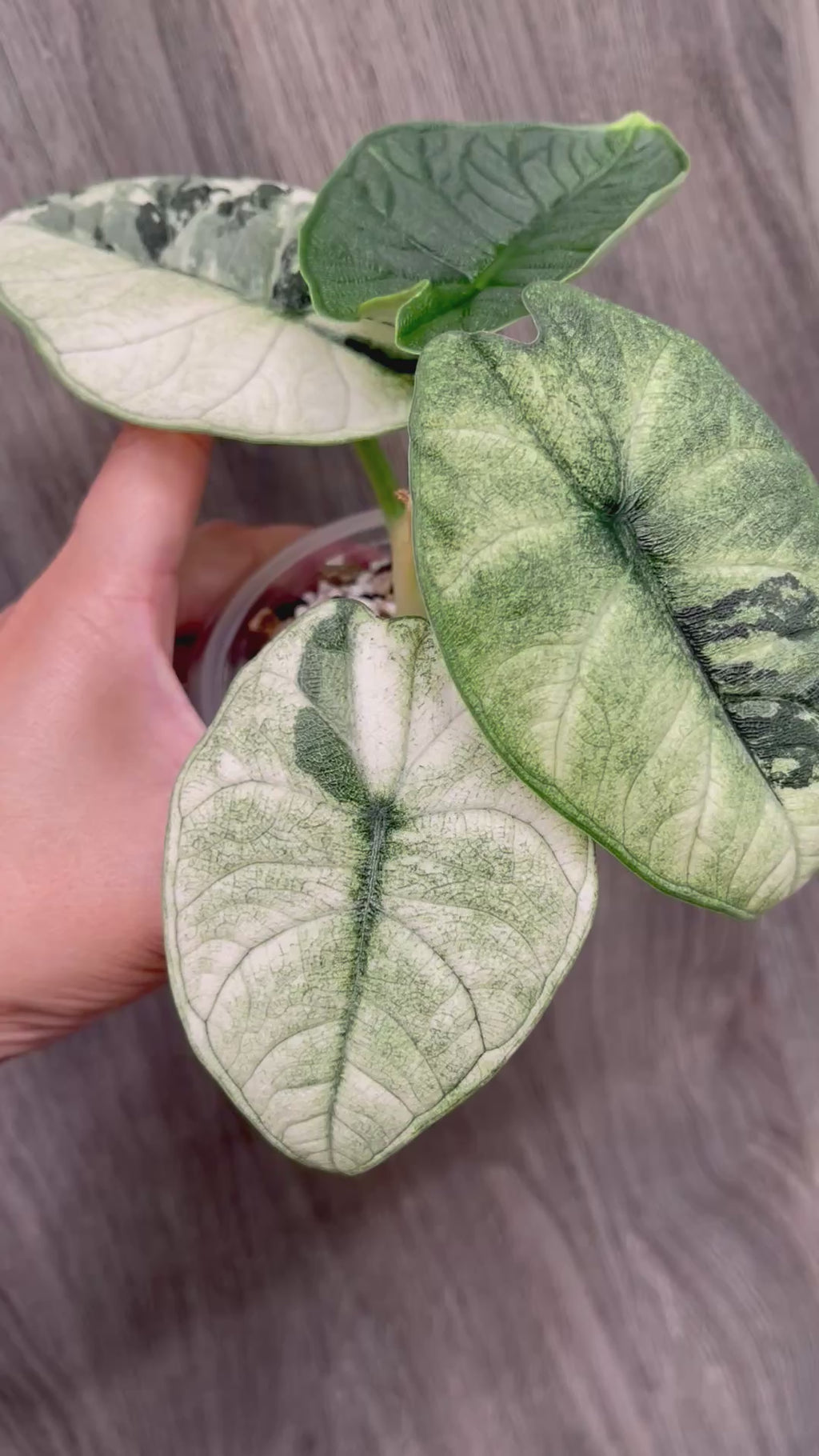 Alocasia Melo Mint A