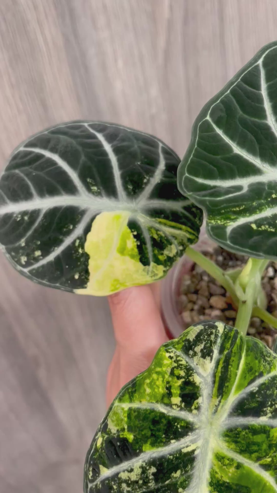 Alocasia Ninja Aurea A