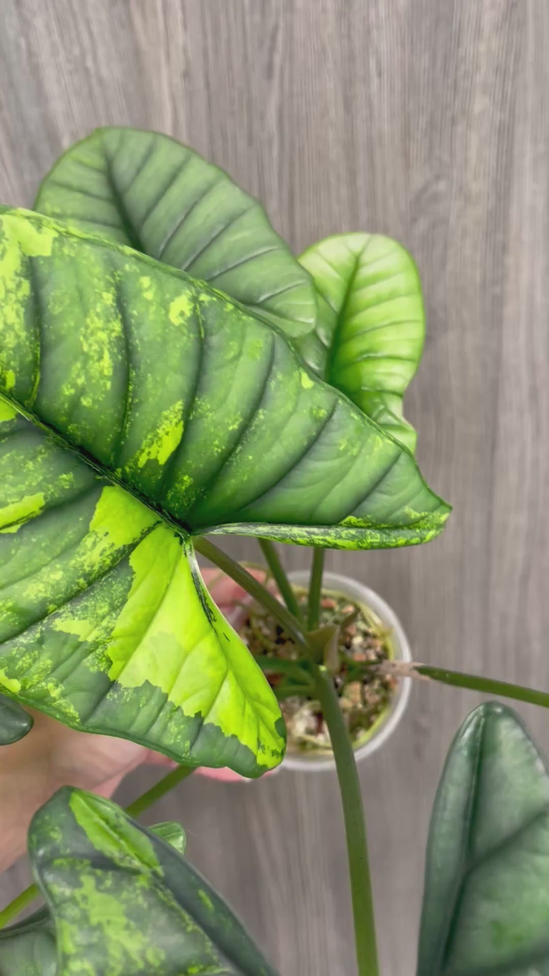 Alocasia Bisma Aurea