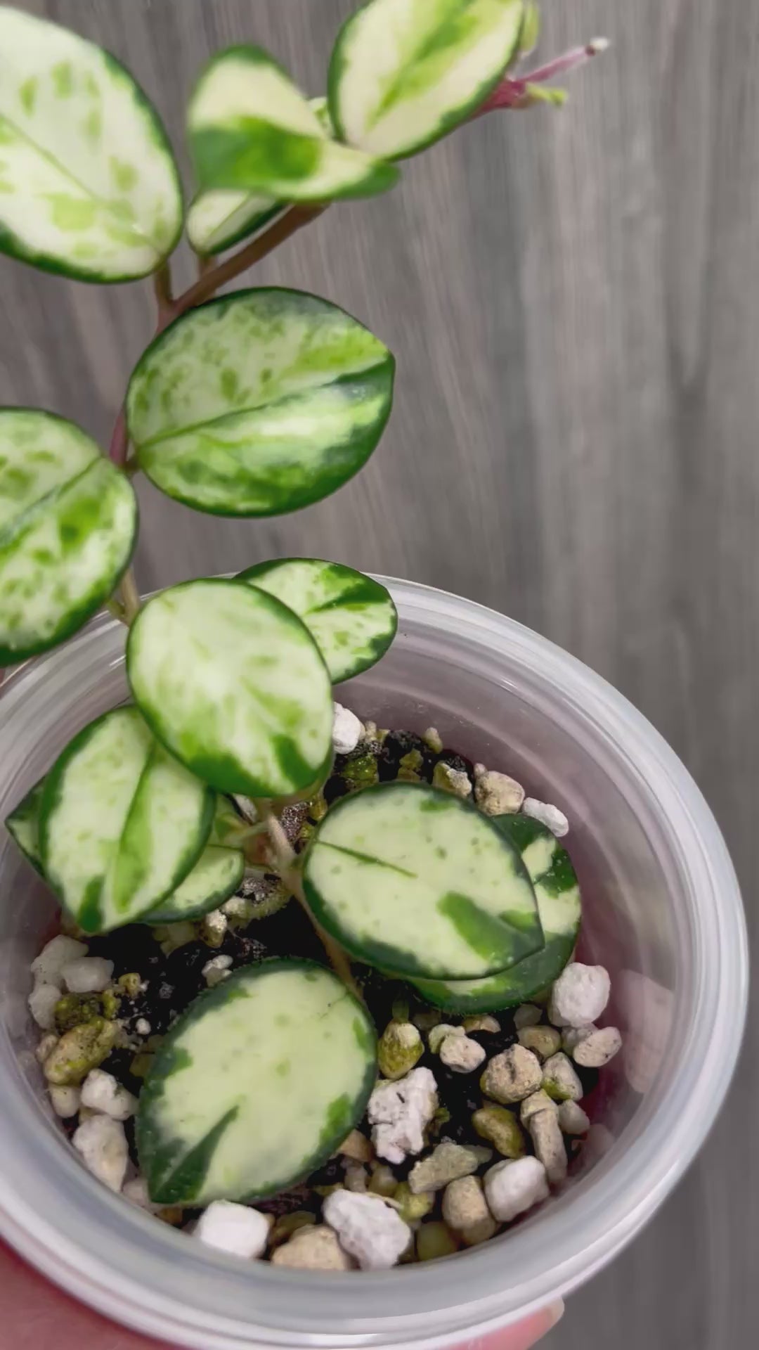 Hoya Mathilde Inner Variegated