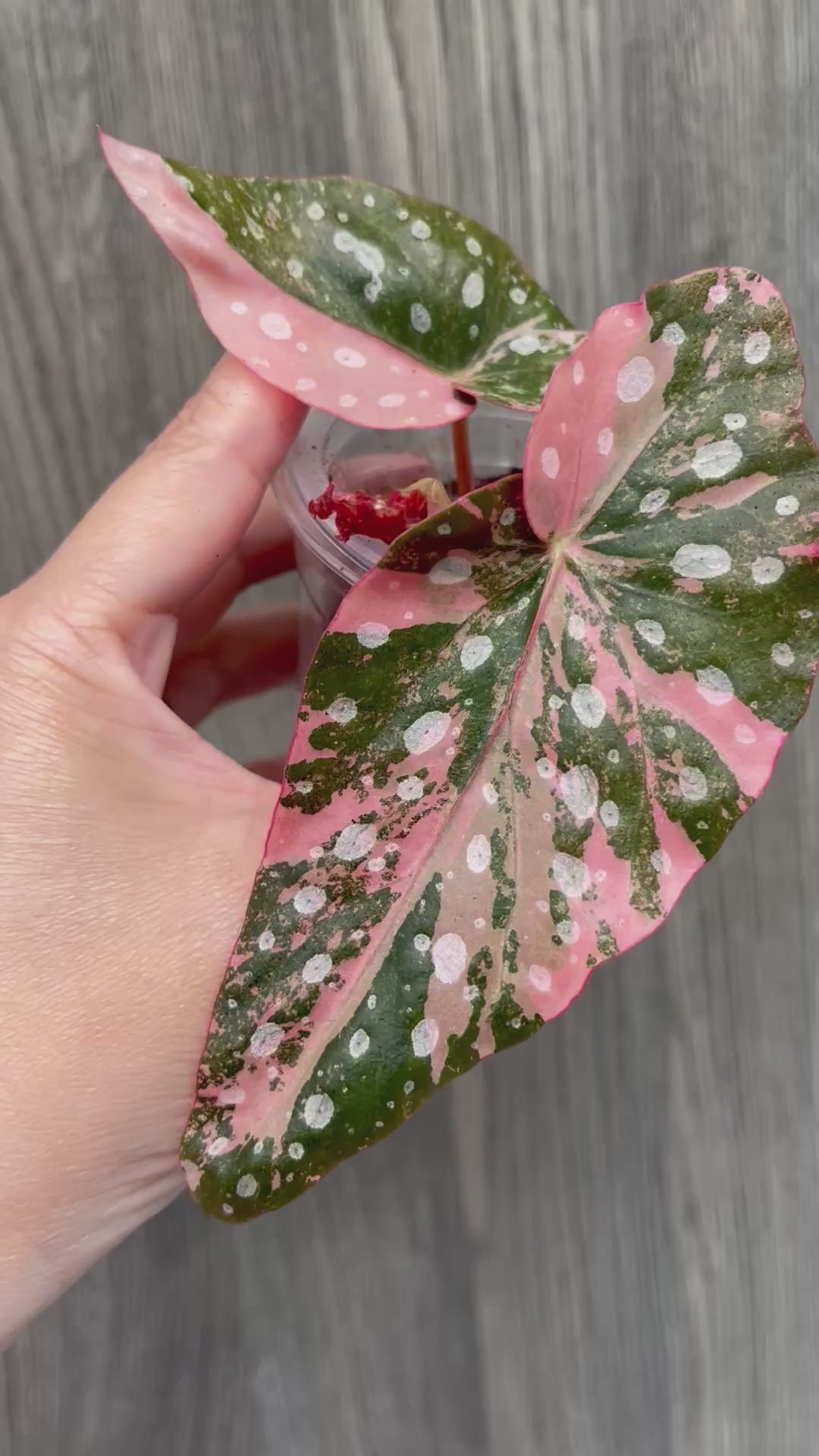 Begonia Maculata Pink