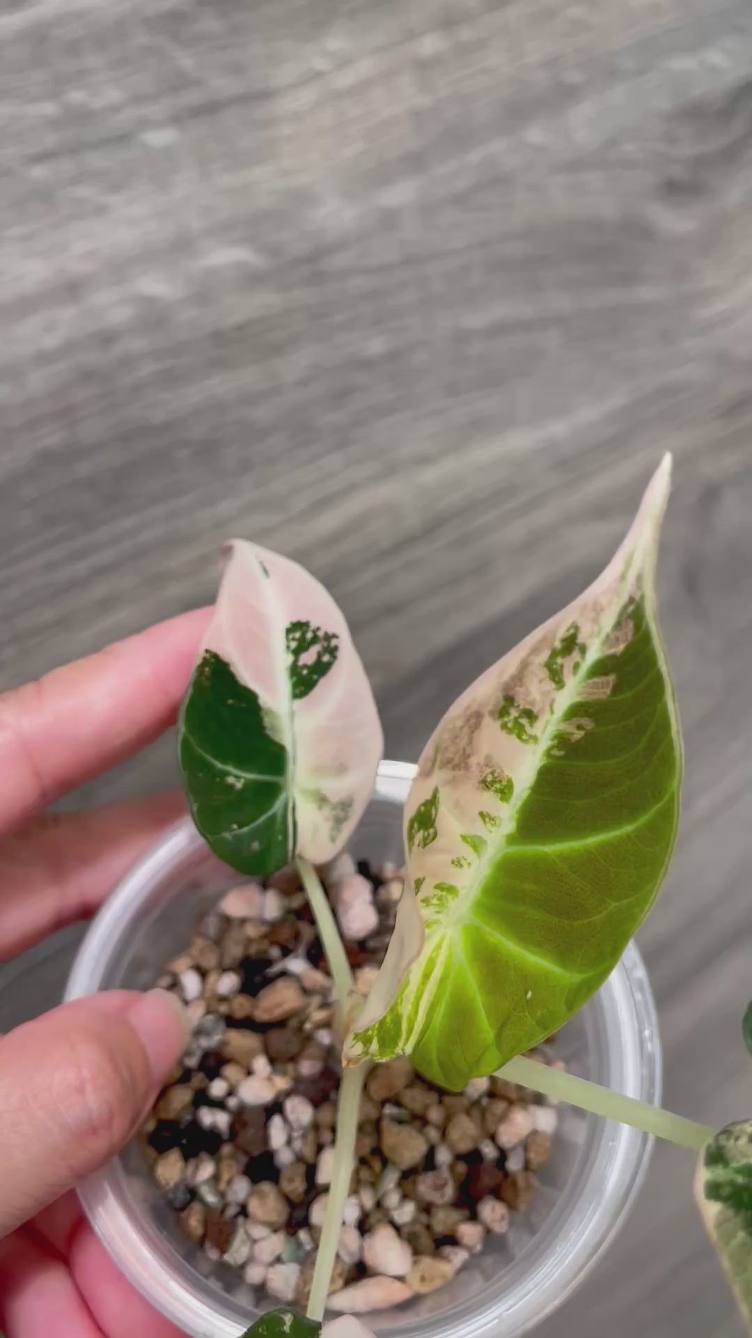 Alocasia Black Velvet Pink A