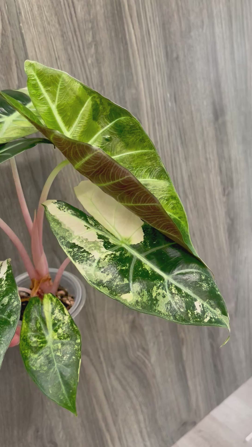 Alocasia Nairobi Night