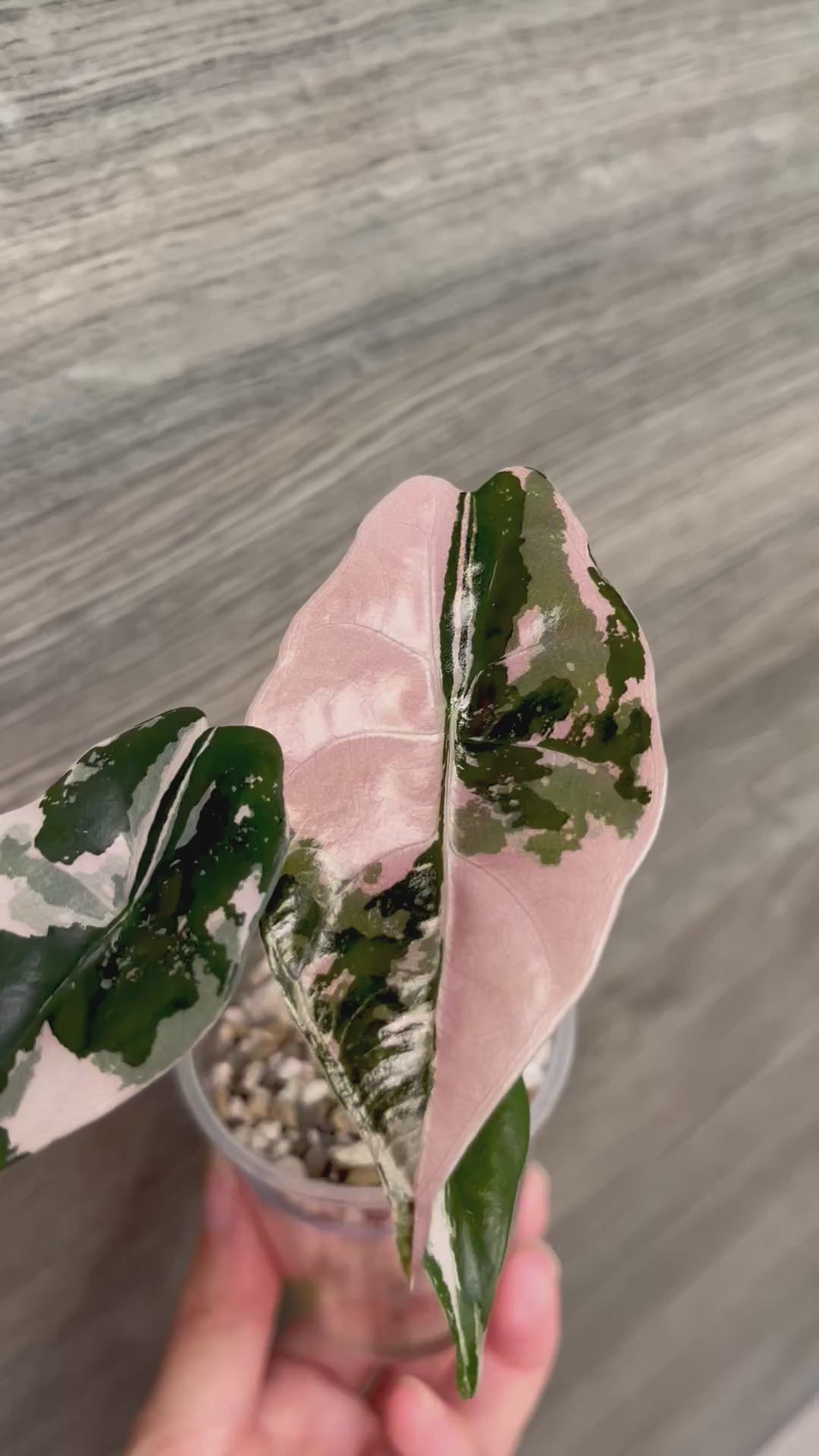 Alocasia Chantrieri Pink A