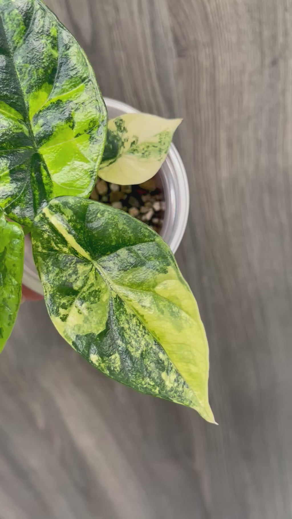 Alocasia Sinuata Aurea B