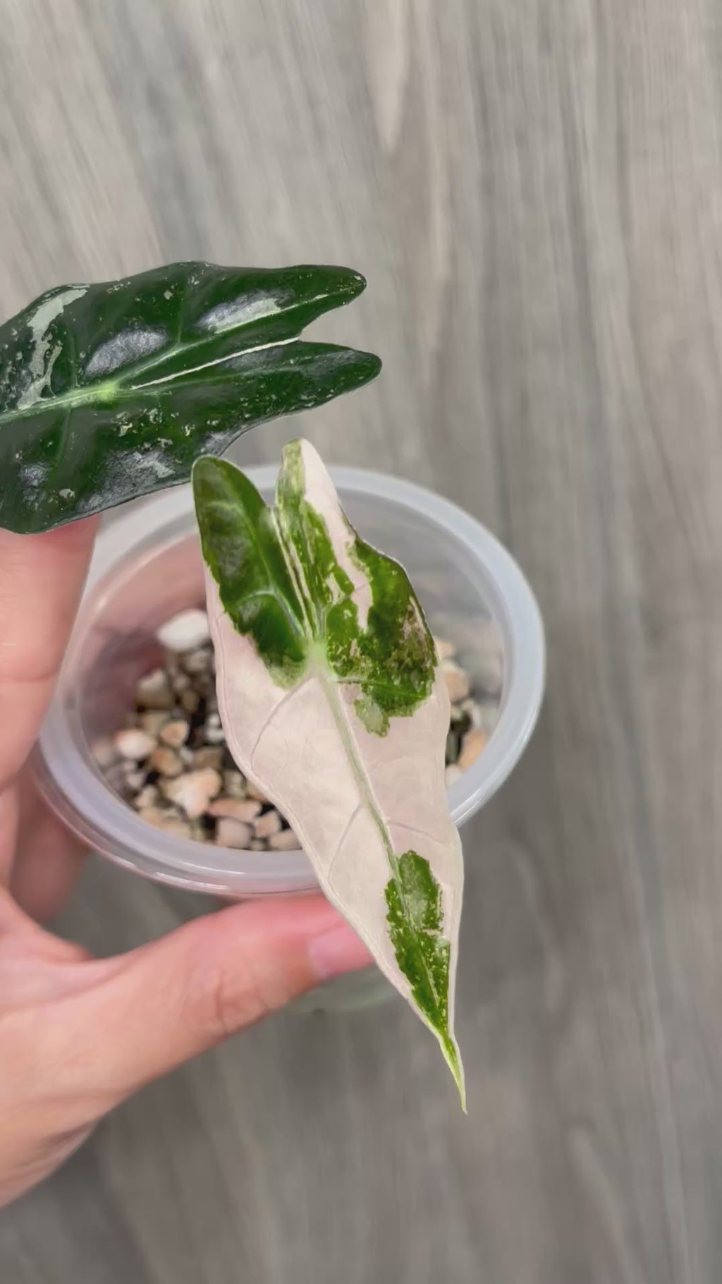 Alocasia Sanderiana Bull Pink