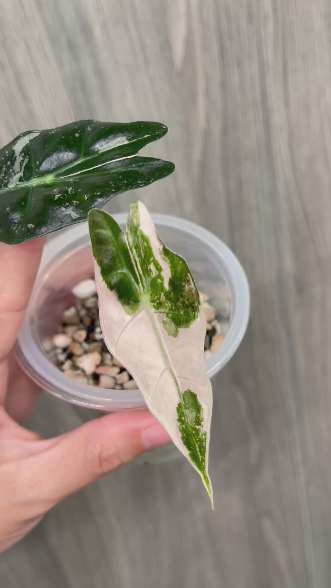 Alocasia Sanderiana Bull Pink