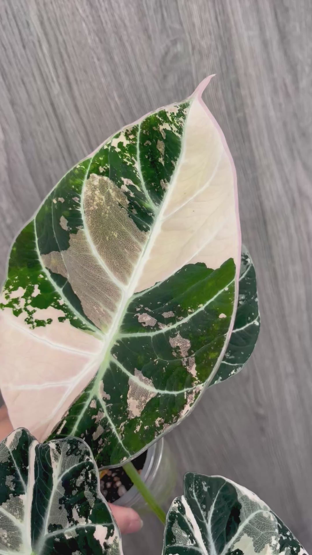 Alocasia Black Velvet Albo A