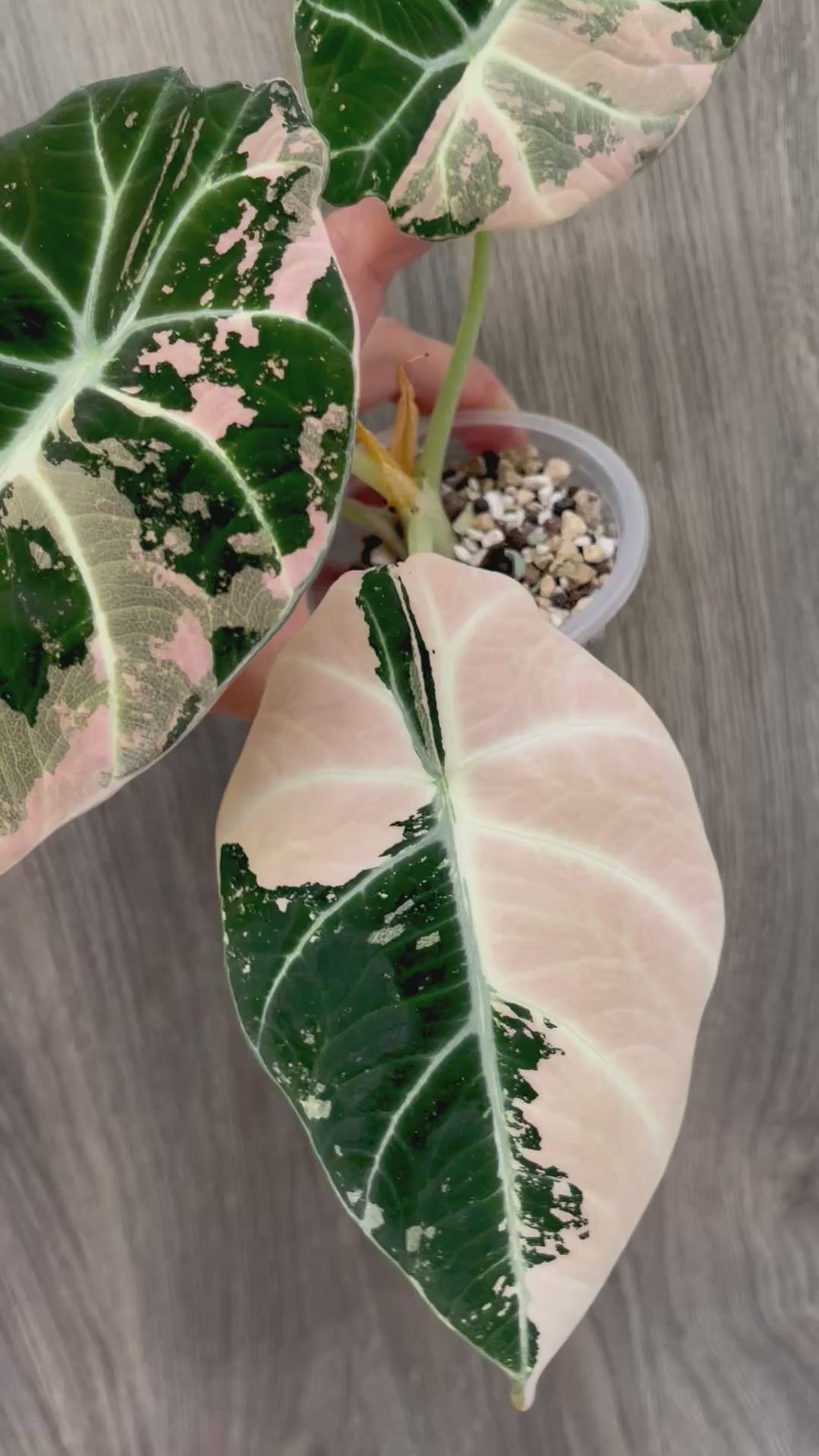 Alocasia Black Velvet Pink B