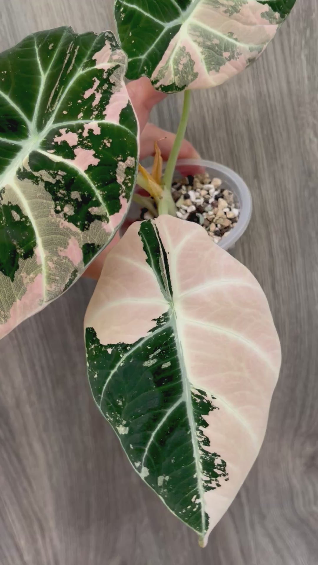Alocasia Black Velvet Pink B