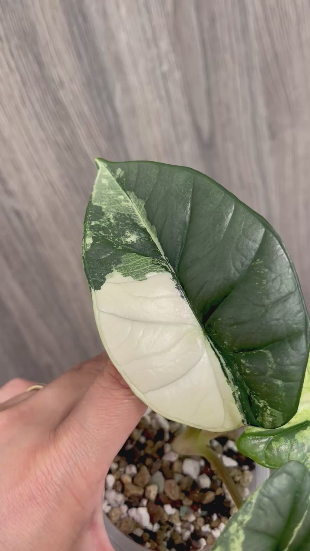 Alocasia Bisma Platinum Albo Mint A