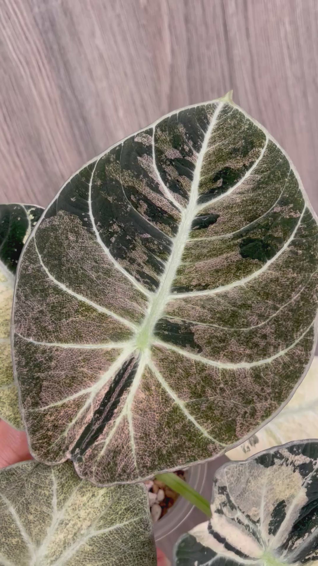 Alocasia Black Velvet Pink Mint
