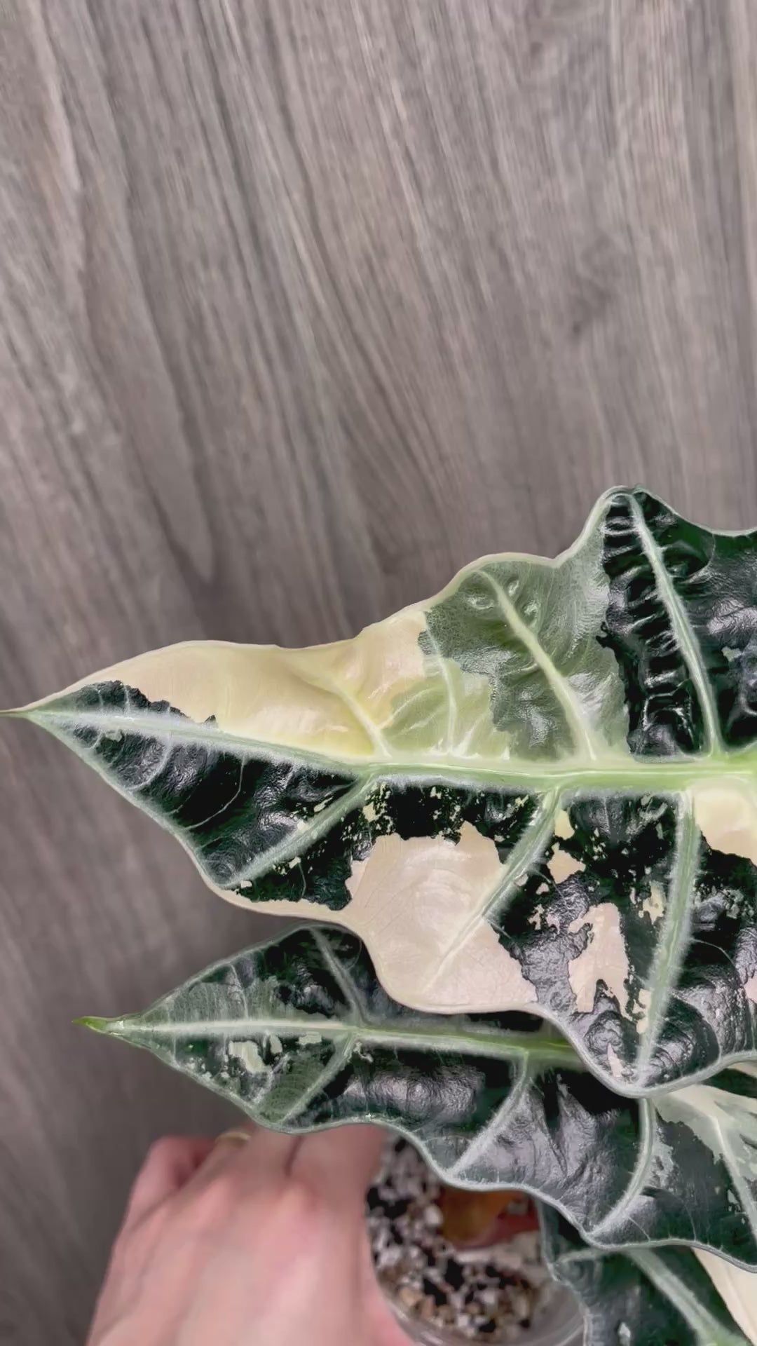 Alocasia Polly Pink