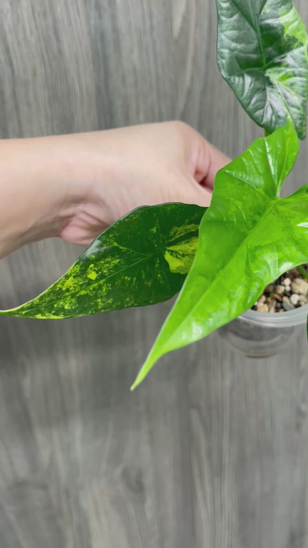 Alocasia Simpo Aurea