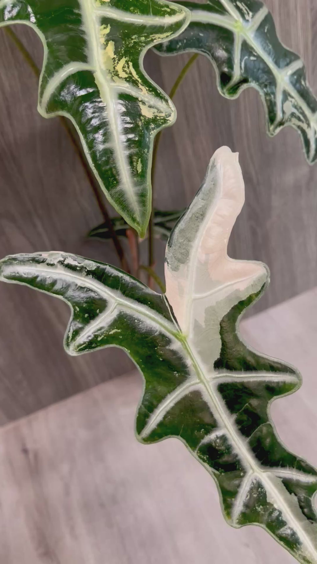 Alocasia Nobilis Pink A