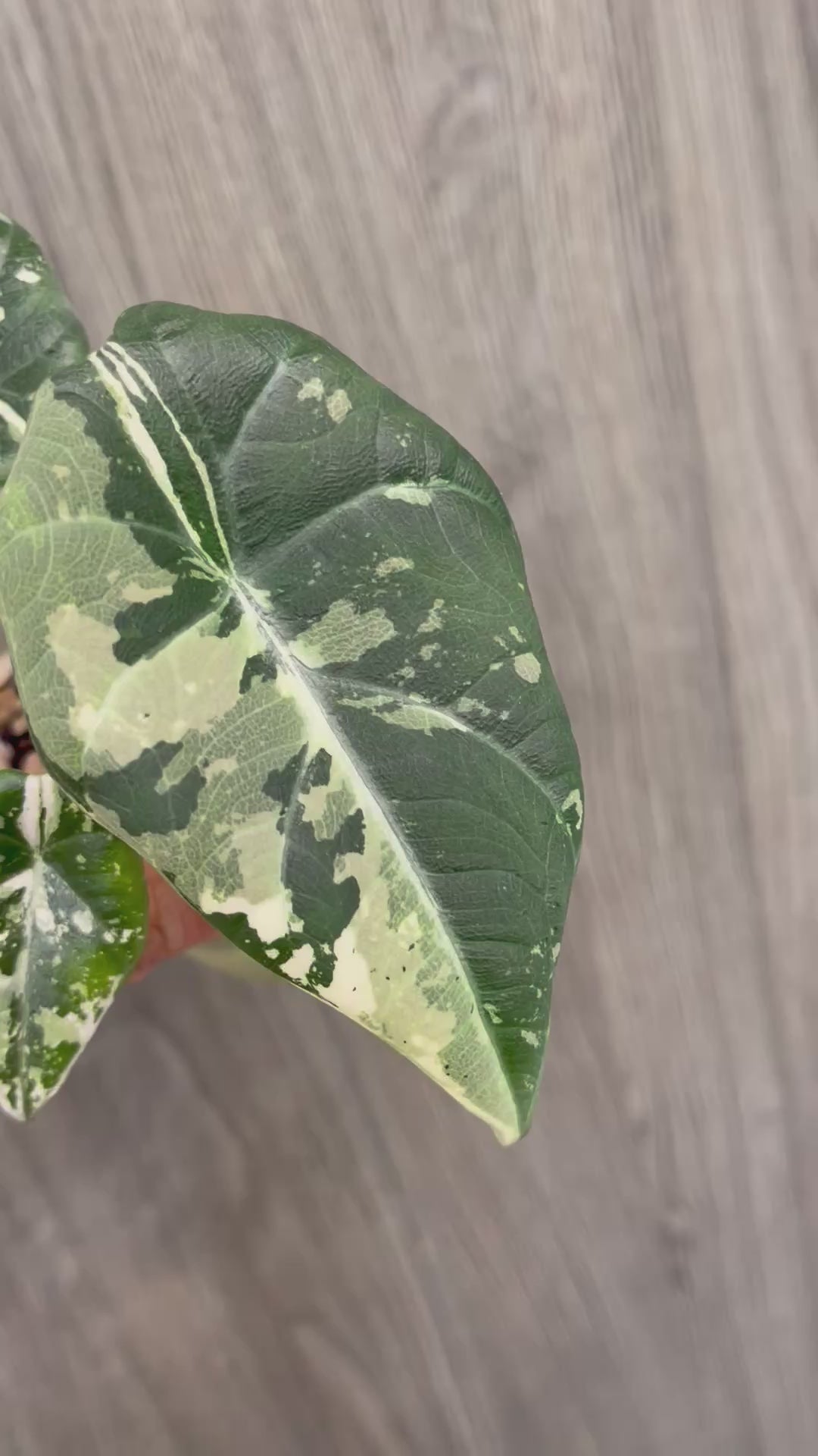 Alocasia Maharani Variegated C