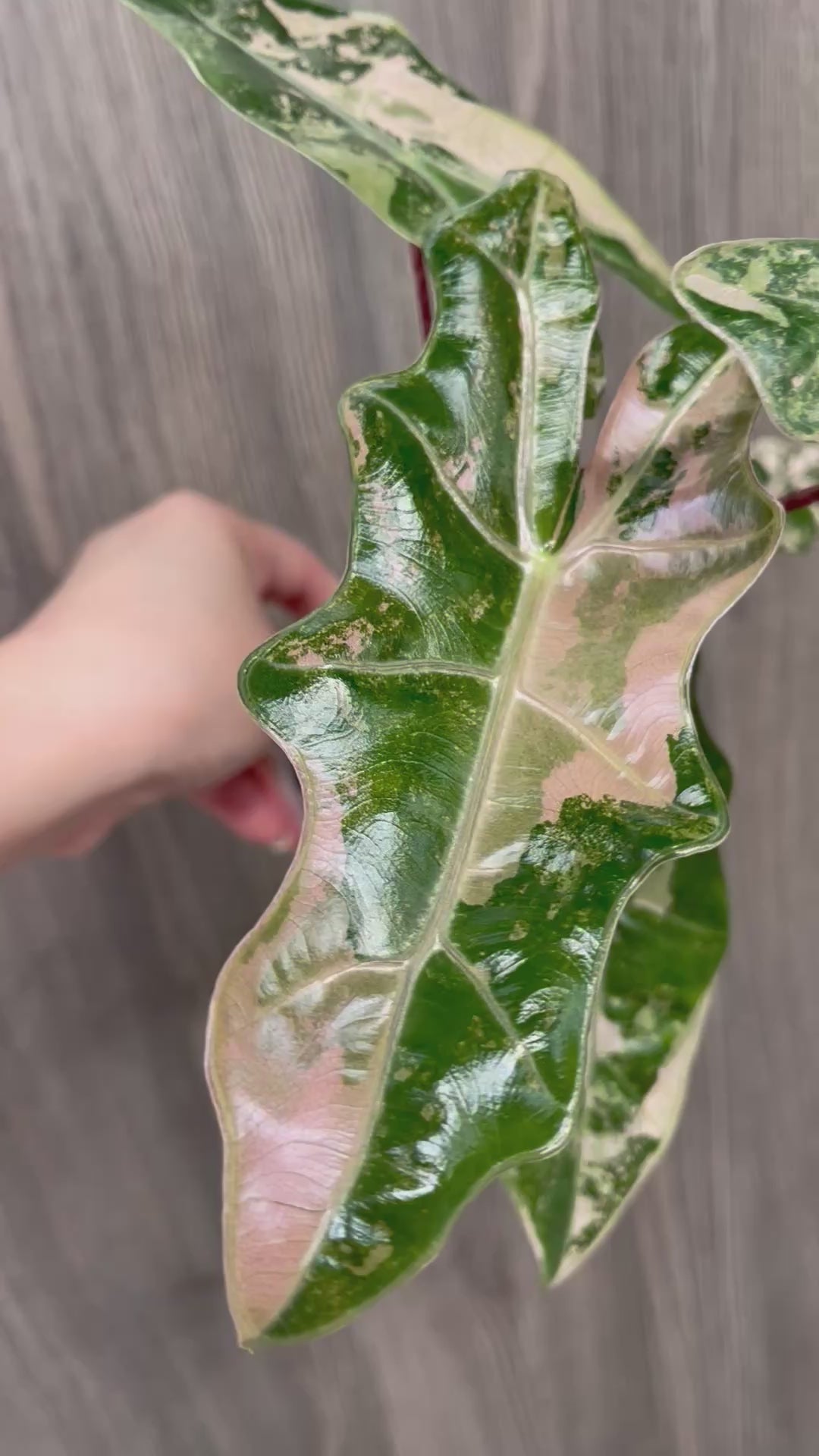 Alocasia Pseudo Pink C
