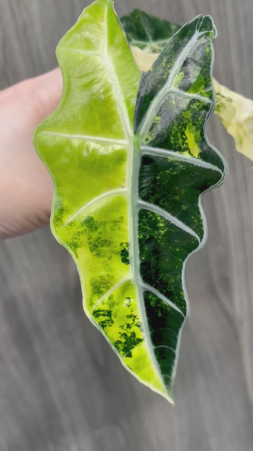 Alocasia Polly Yellow