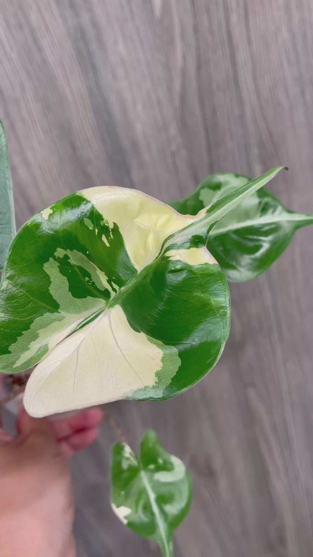 Alocasia Stingray Albo