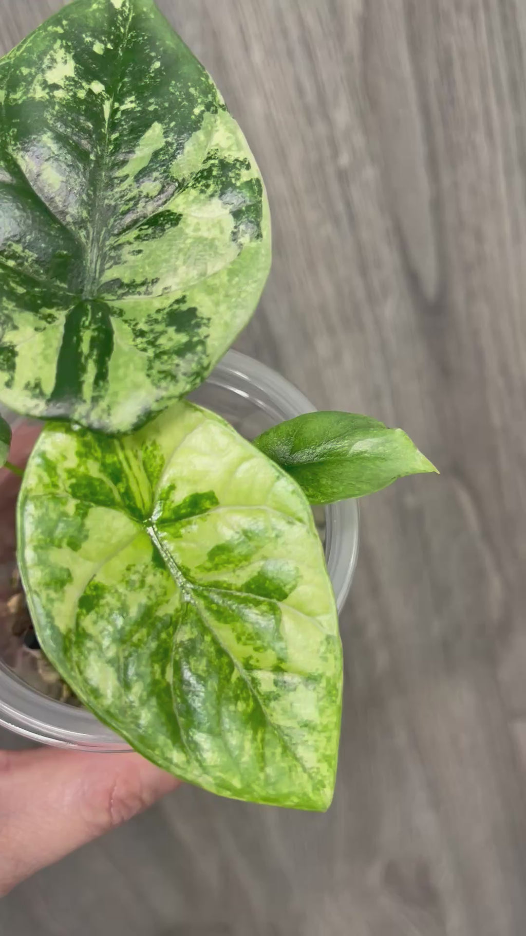 Alocasia Sinuata Albo Mint