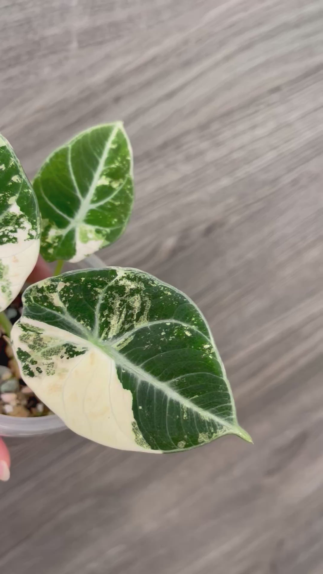 Alocasia Black Velvet Albo B