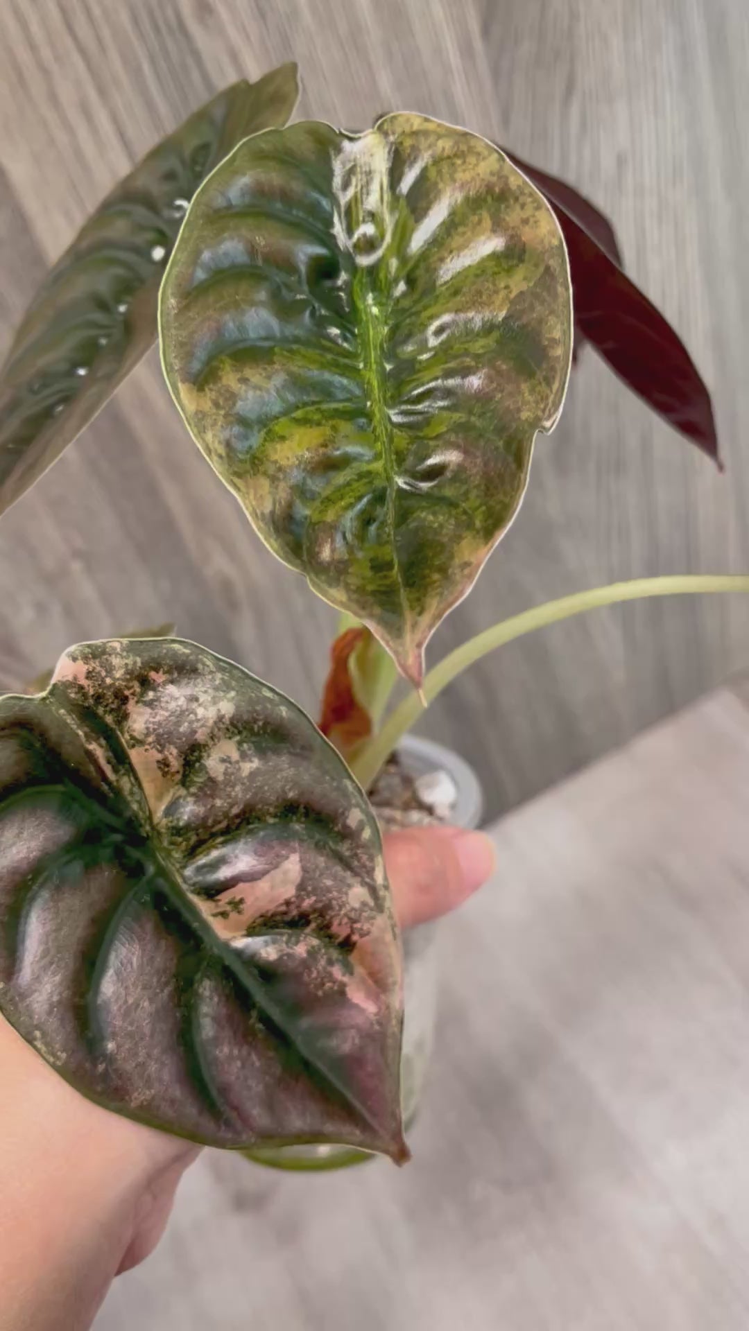 Alocasia Cuprea Latte B