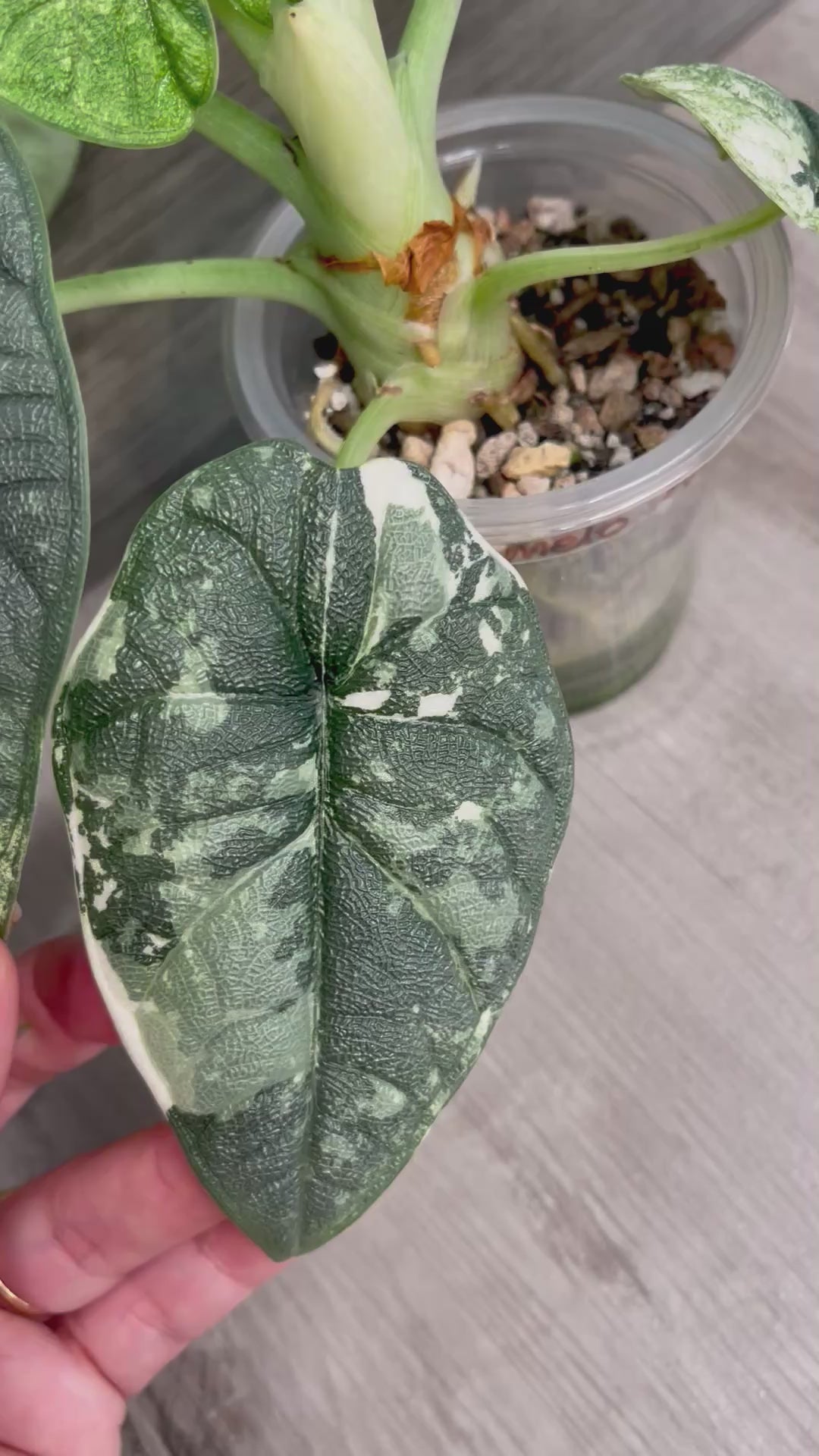 Alocasia Melo Mint B
