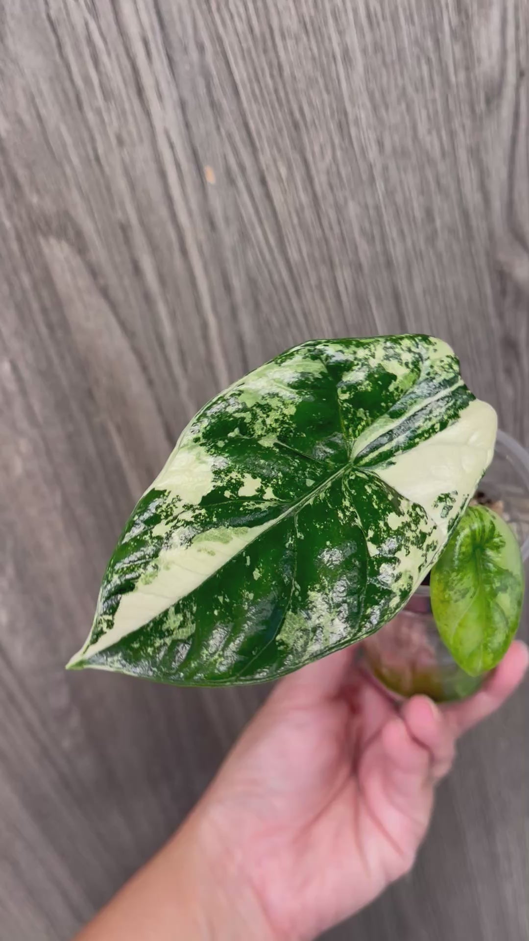 Alocasia Sinuata Mint B