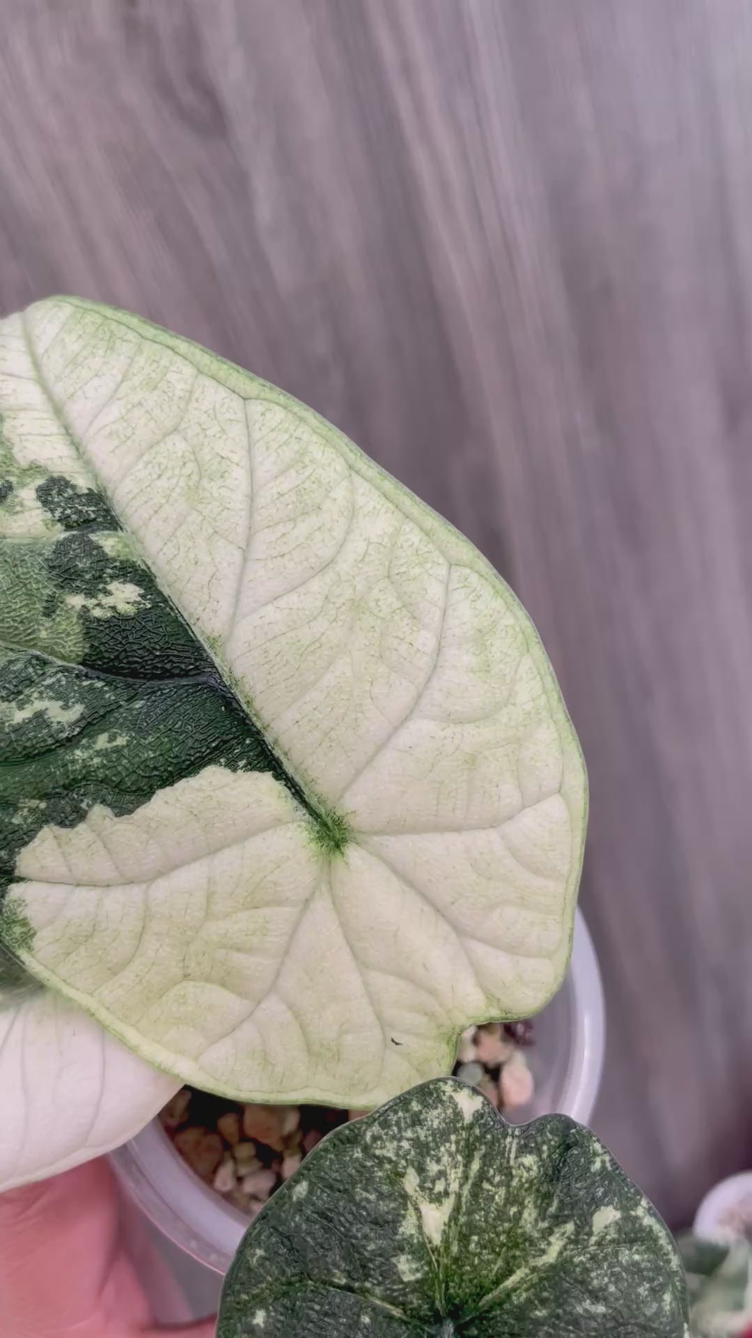 Alocasia Melo Mint B