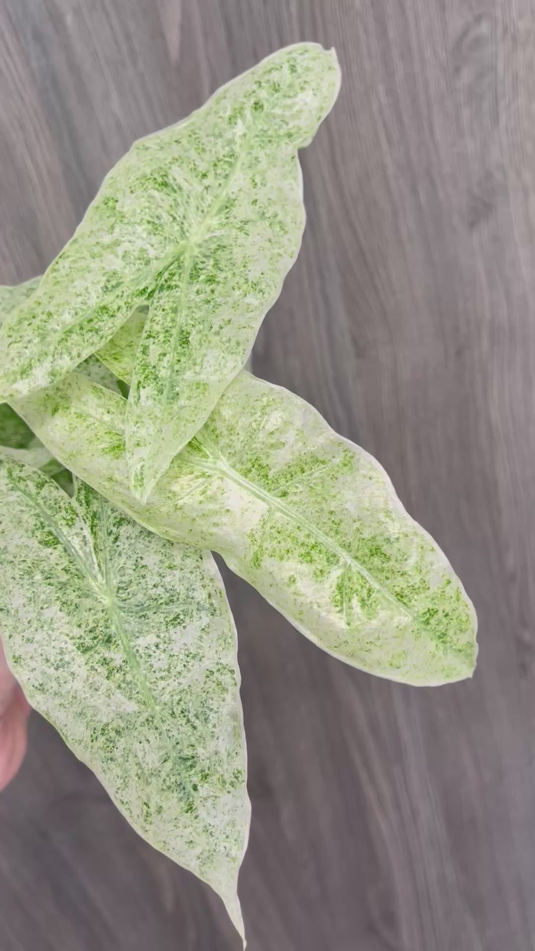 Alocasia Longiloba Mint Marble B