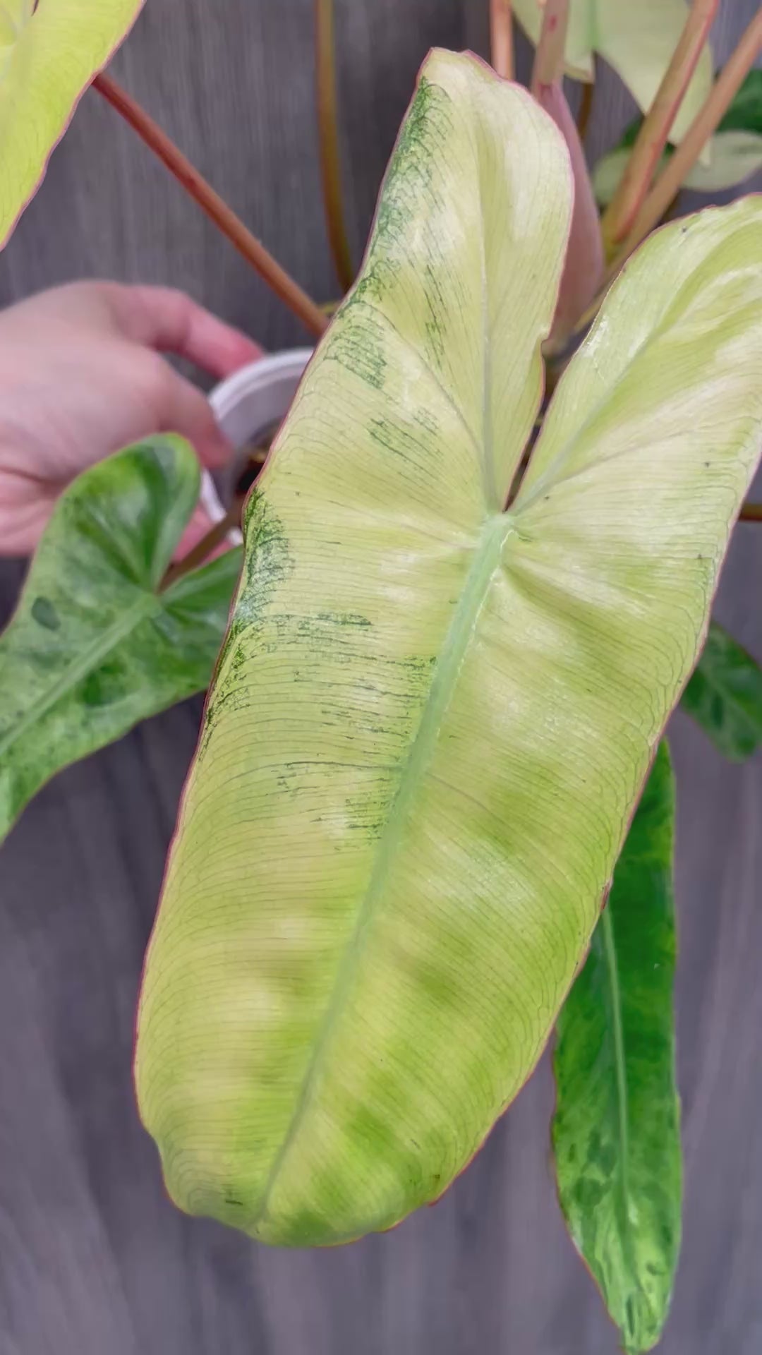 Philodendron Paraiso Verde Aurea