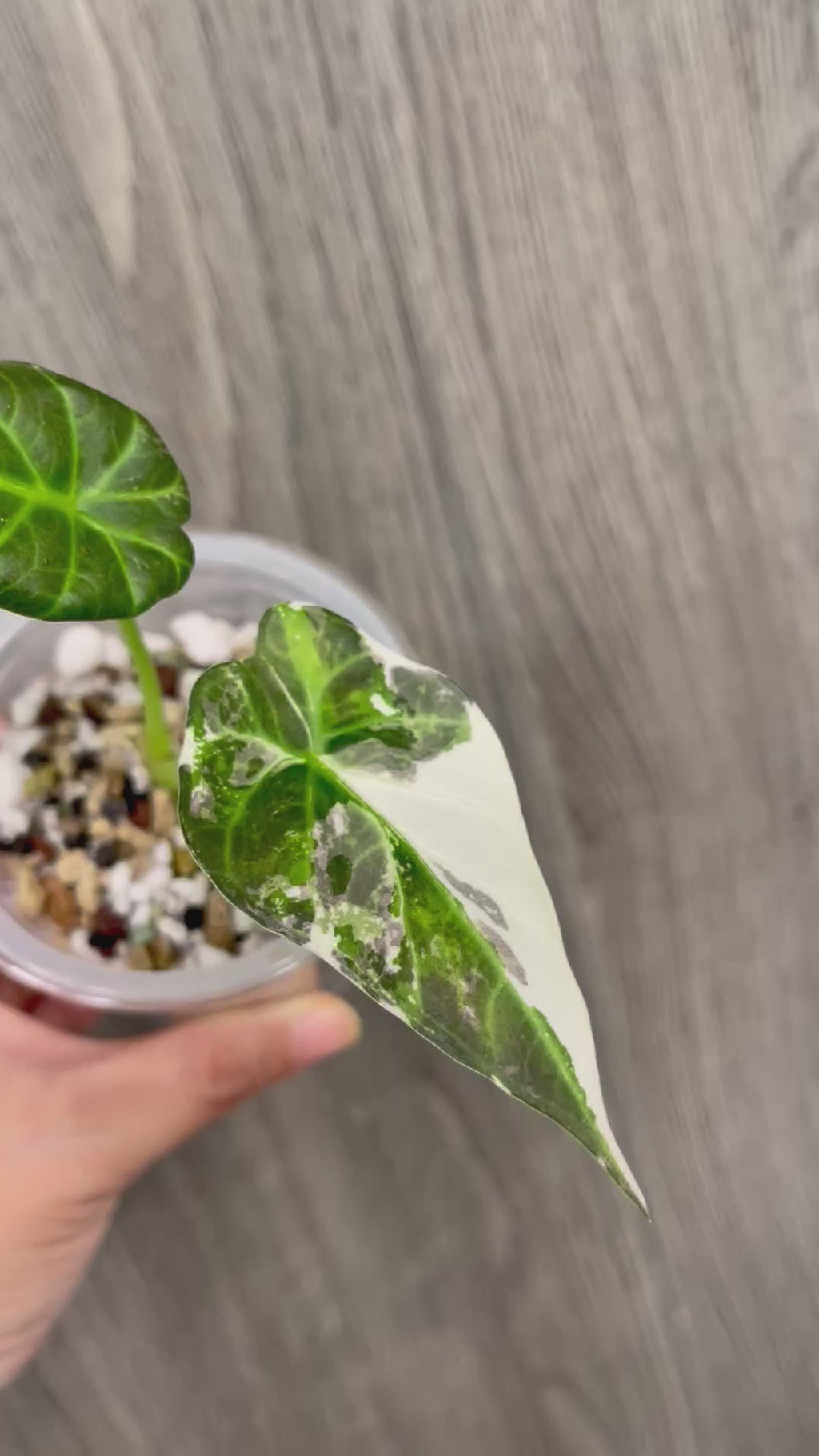 Alocasia Regal Shield Albo B