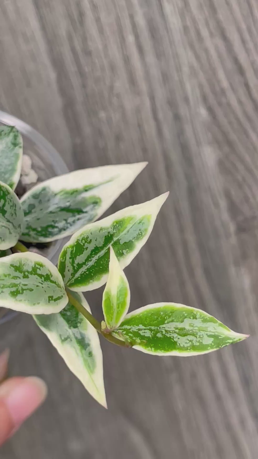Hoya Lacunosa Lumina