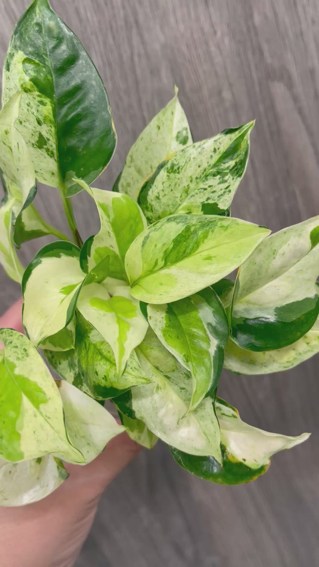 Pothos Japanese Global A