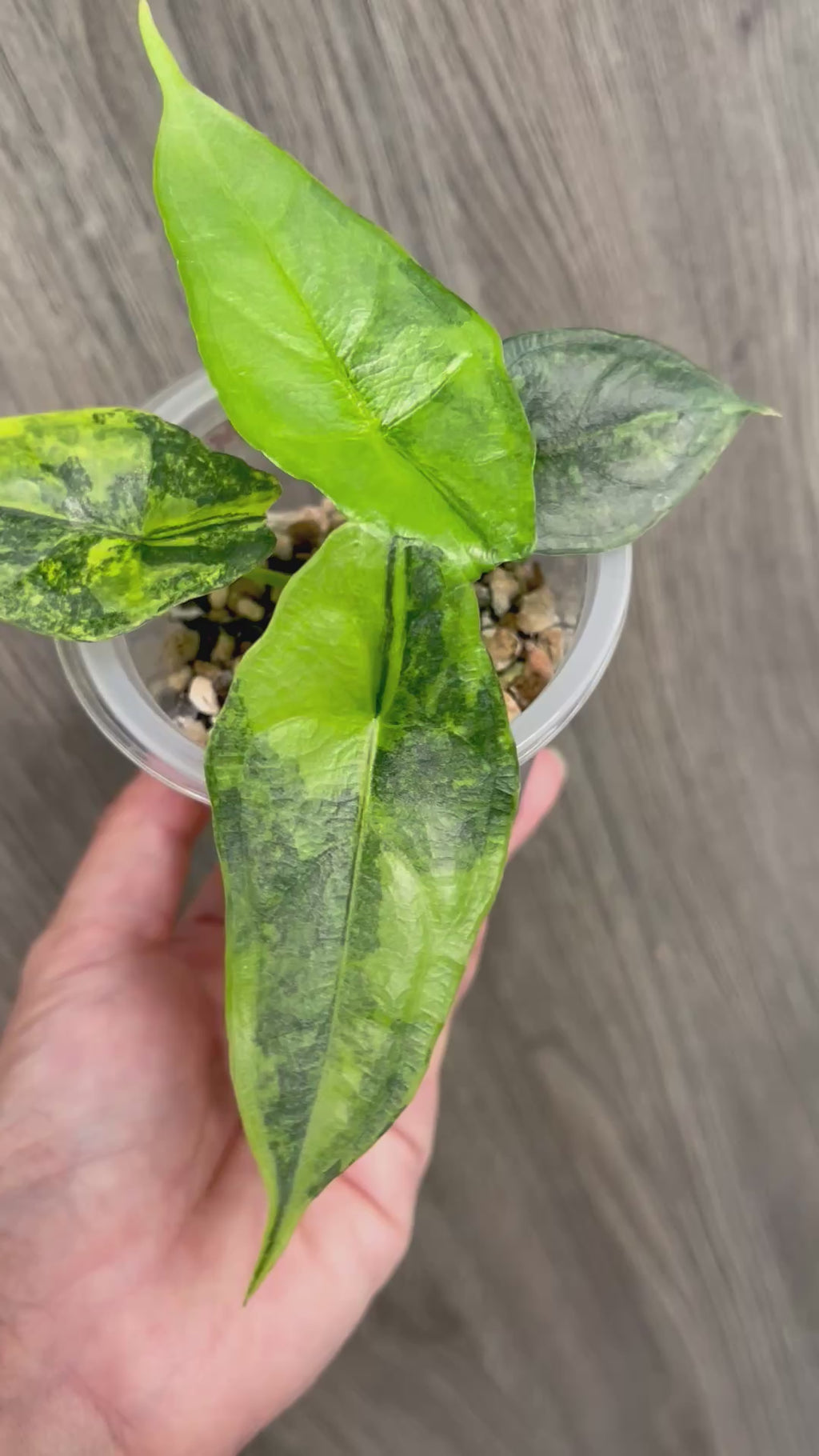Alocasia Dragon Breath Aurea
