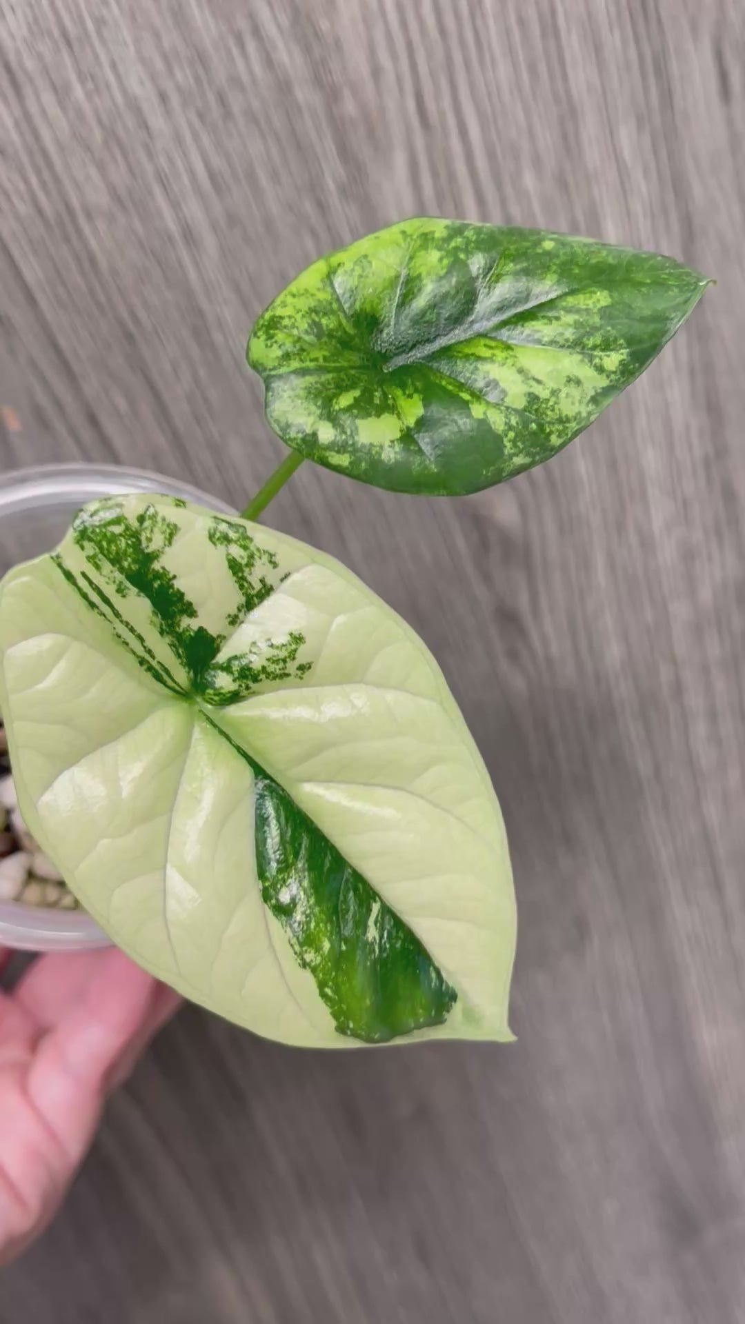Alocasia Sinuata Mint A