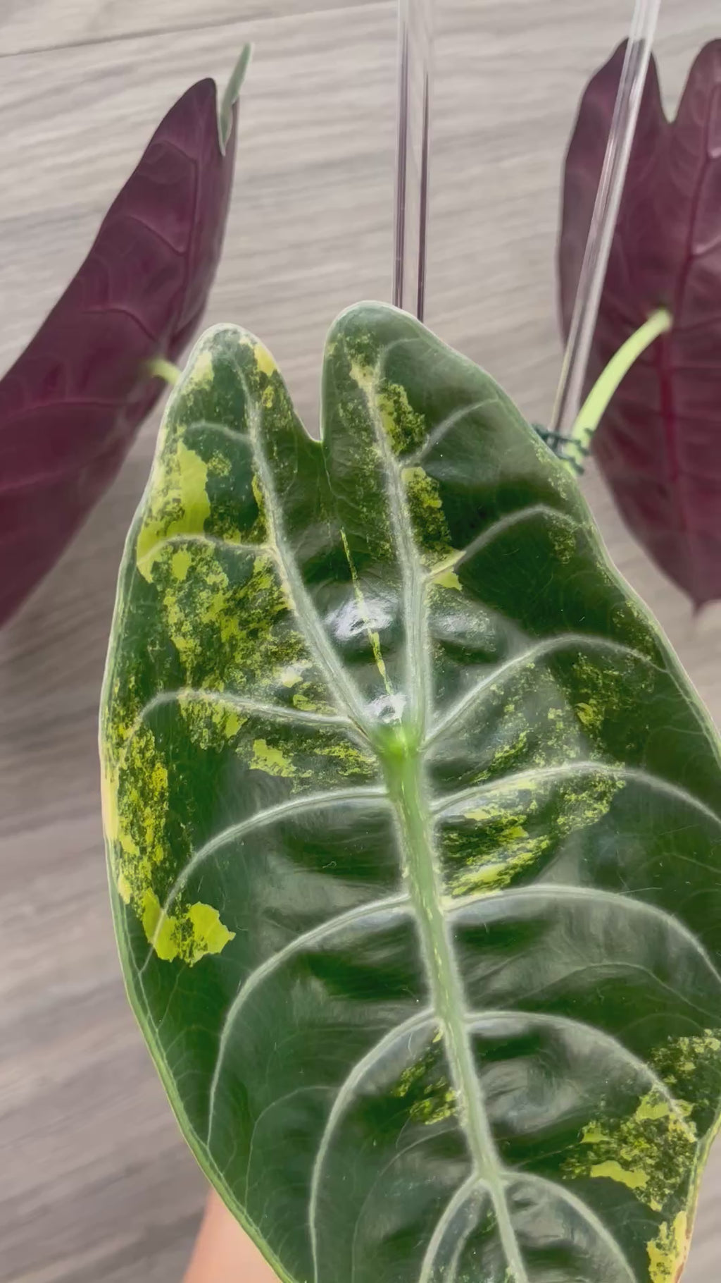 Alocasia Sedenii Aurea