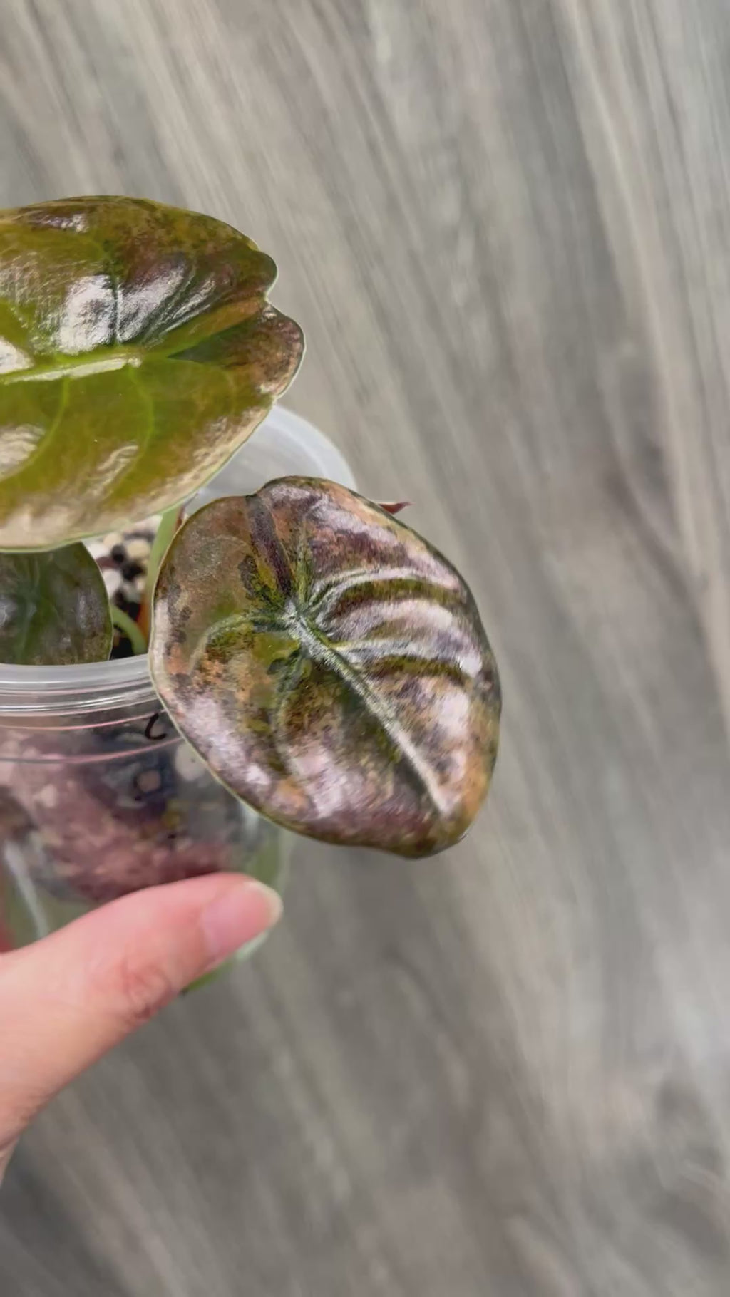 Alocasia Cuprea Latte