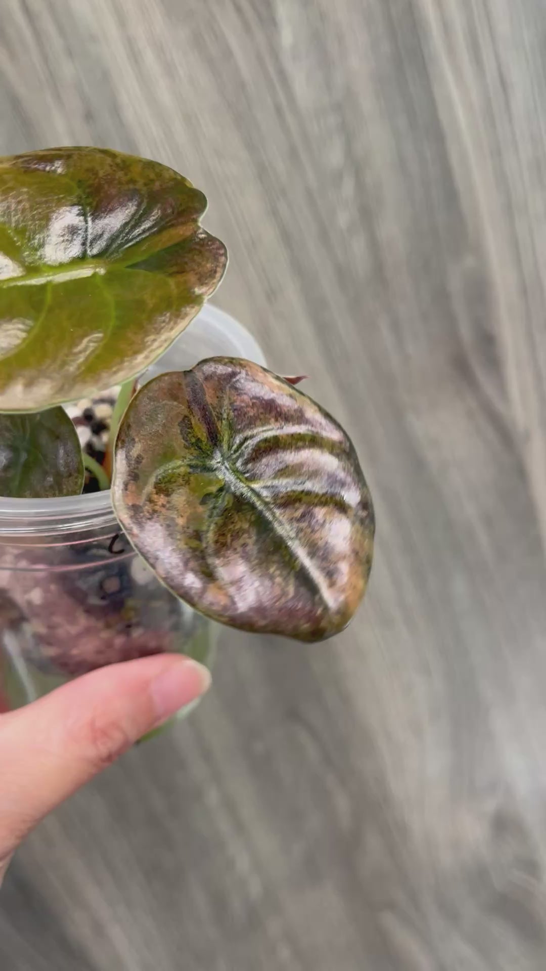 Alocasia Cuprea Latte